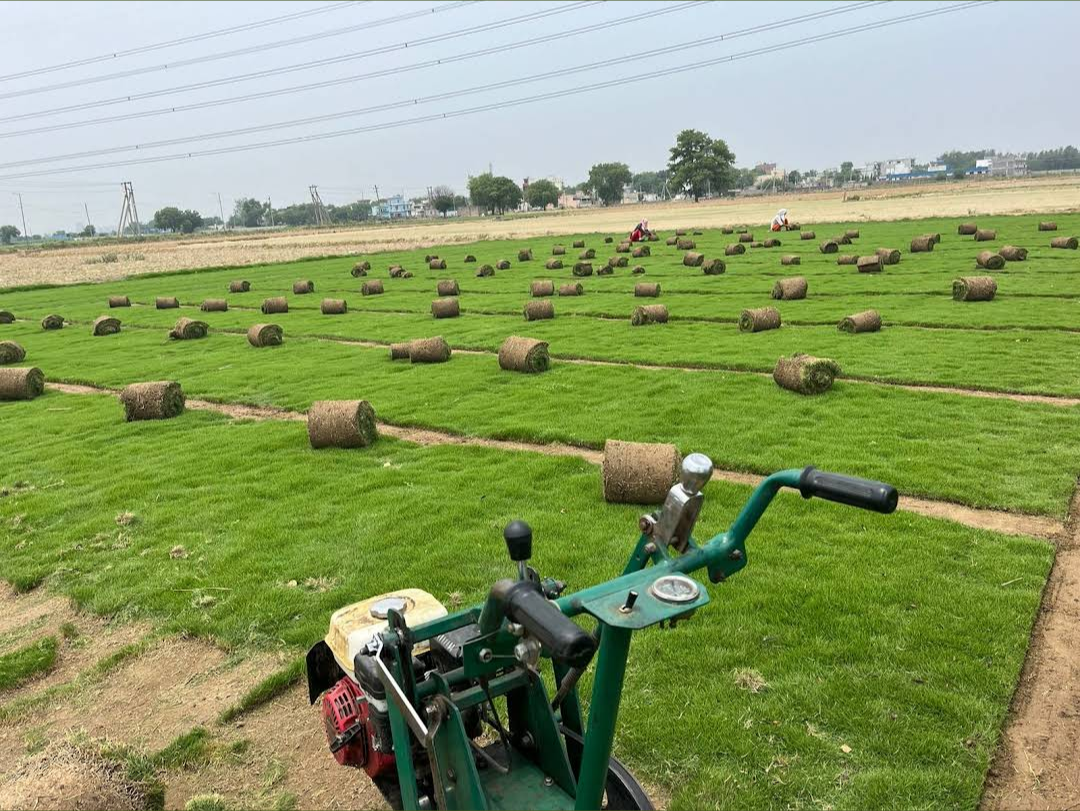 Natural Lawn Grass in Agra