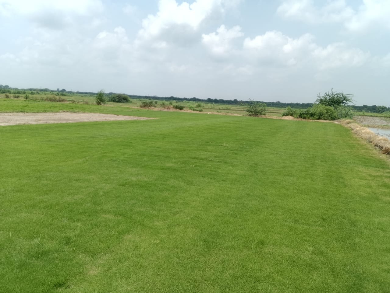 natural lawn grass Bikaner 