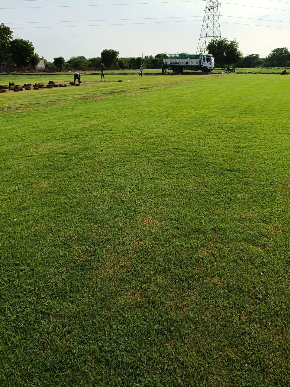 Natural Bermuda Lawn  grass