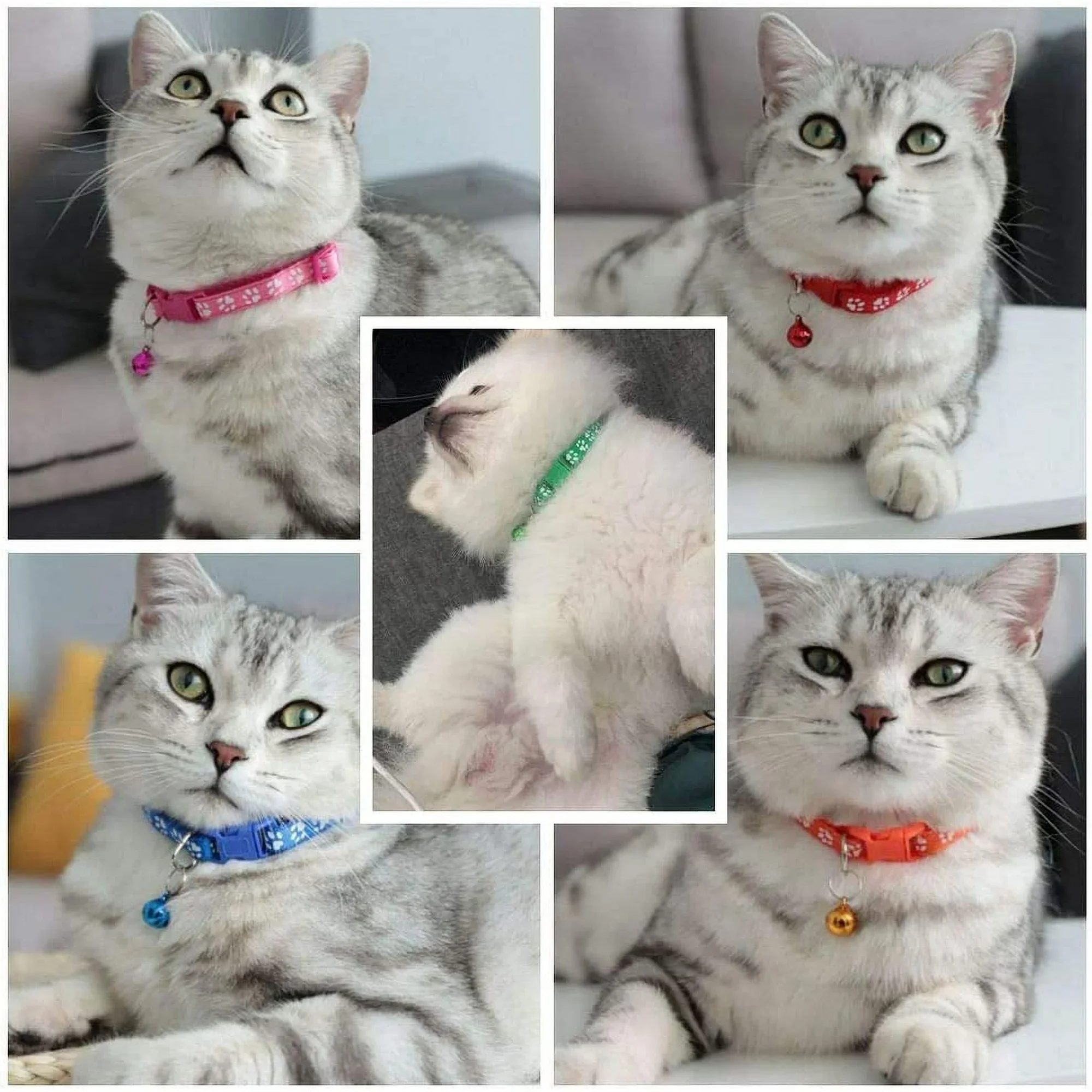 Colorful Pet Collars