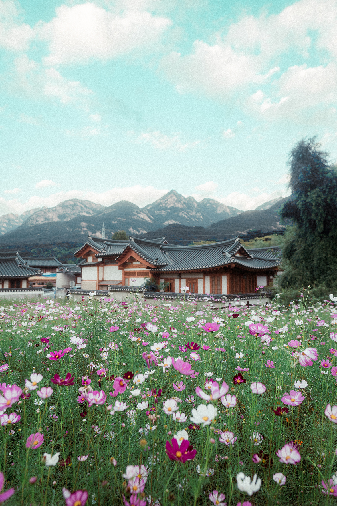 Eunpyeong Village Cosmos