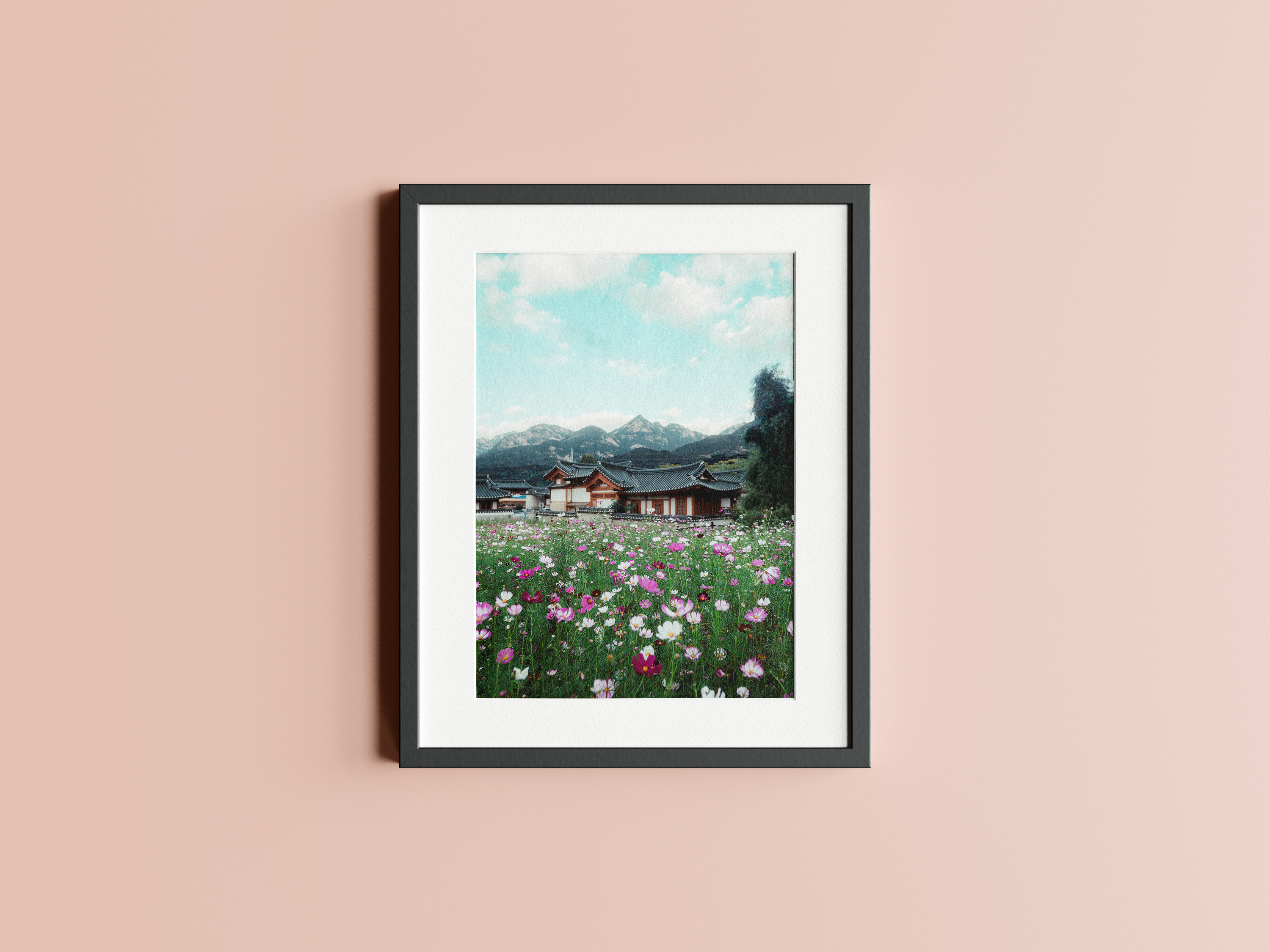 Eunpyeong Village Cosmos