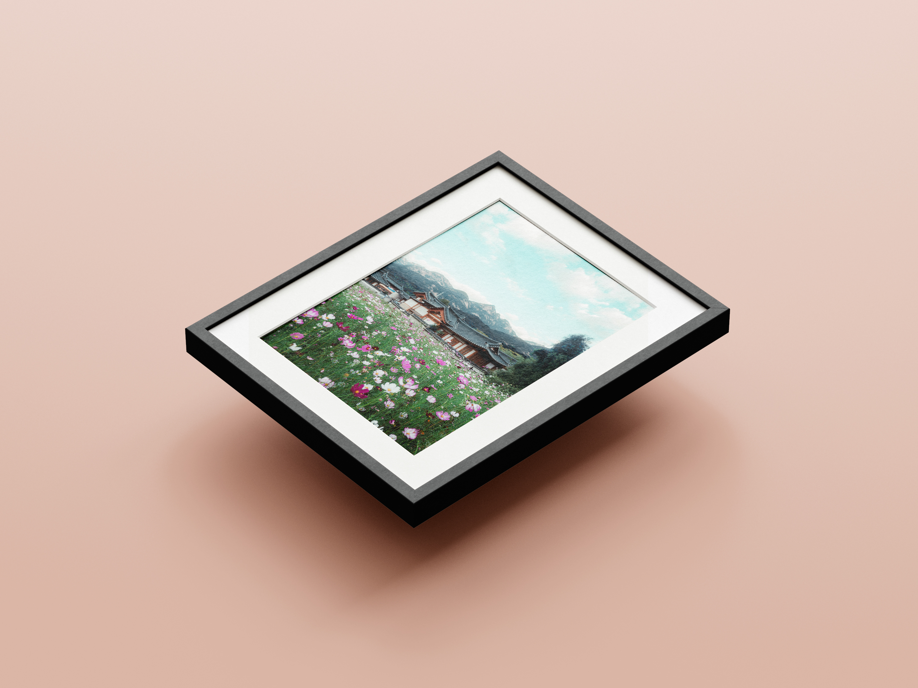 Eunpyeong Village Cosmos