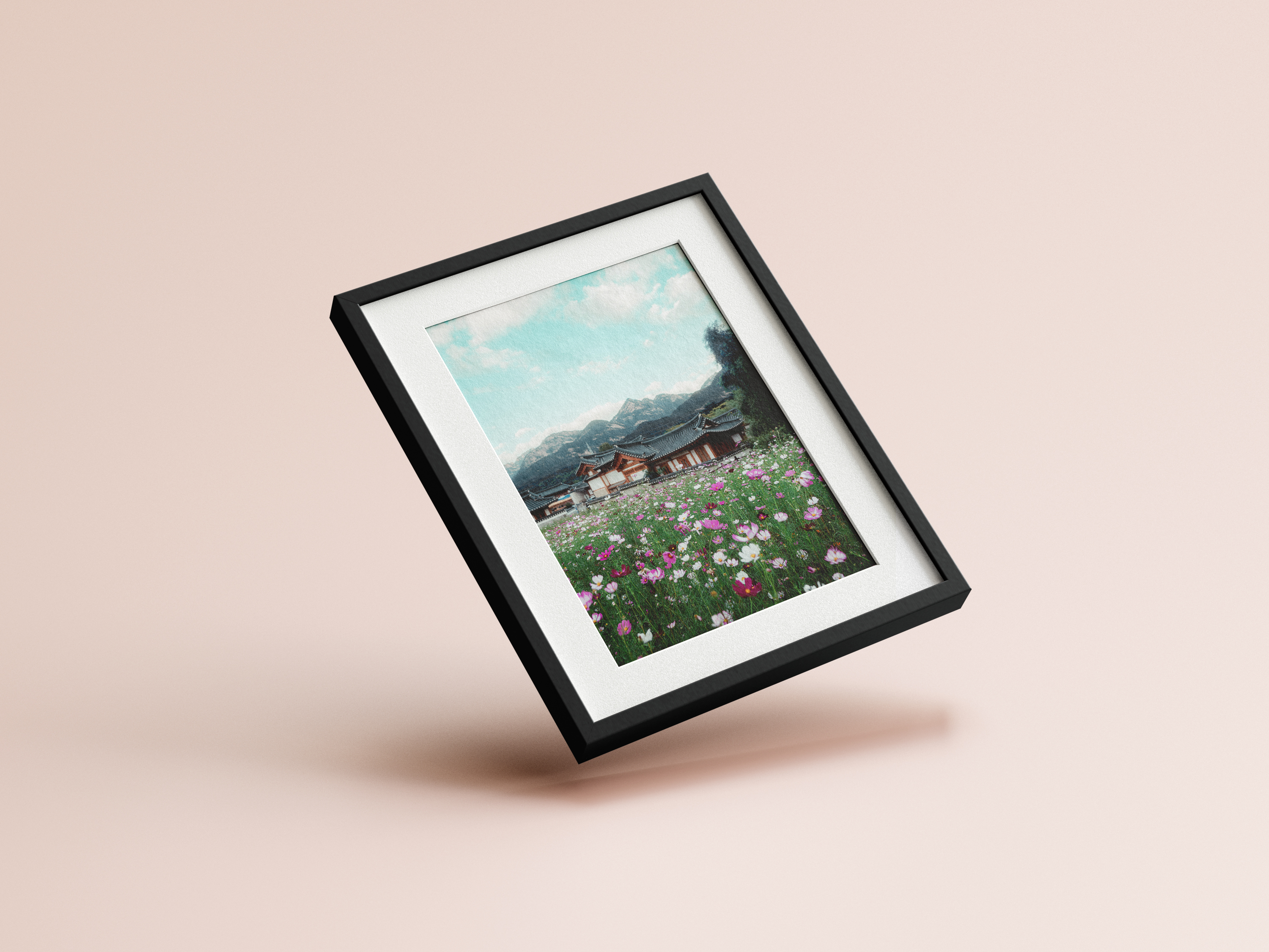 Eunpyeong Village Cosmos