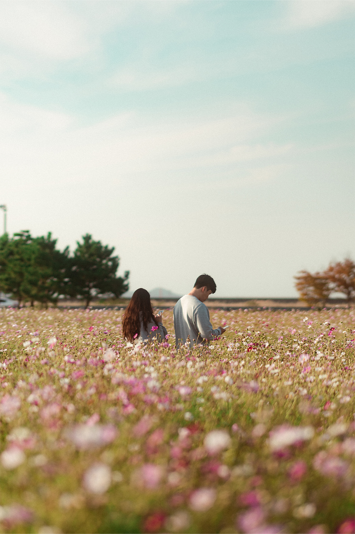 Cosmos Couple (KOREA)