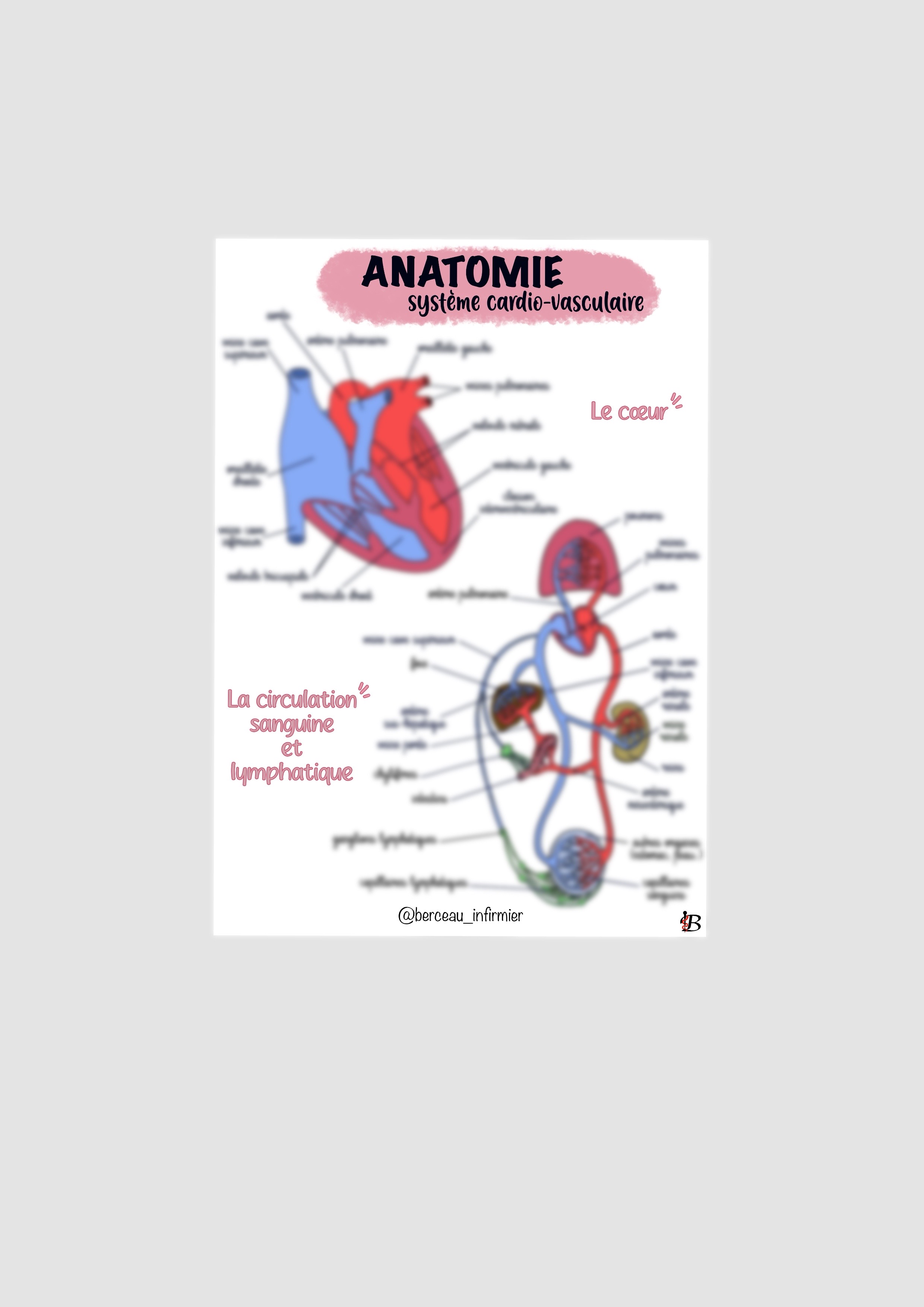 Fiche anatomie SYSTEME CARDIOVASCULAIRE