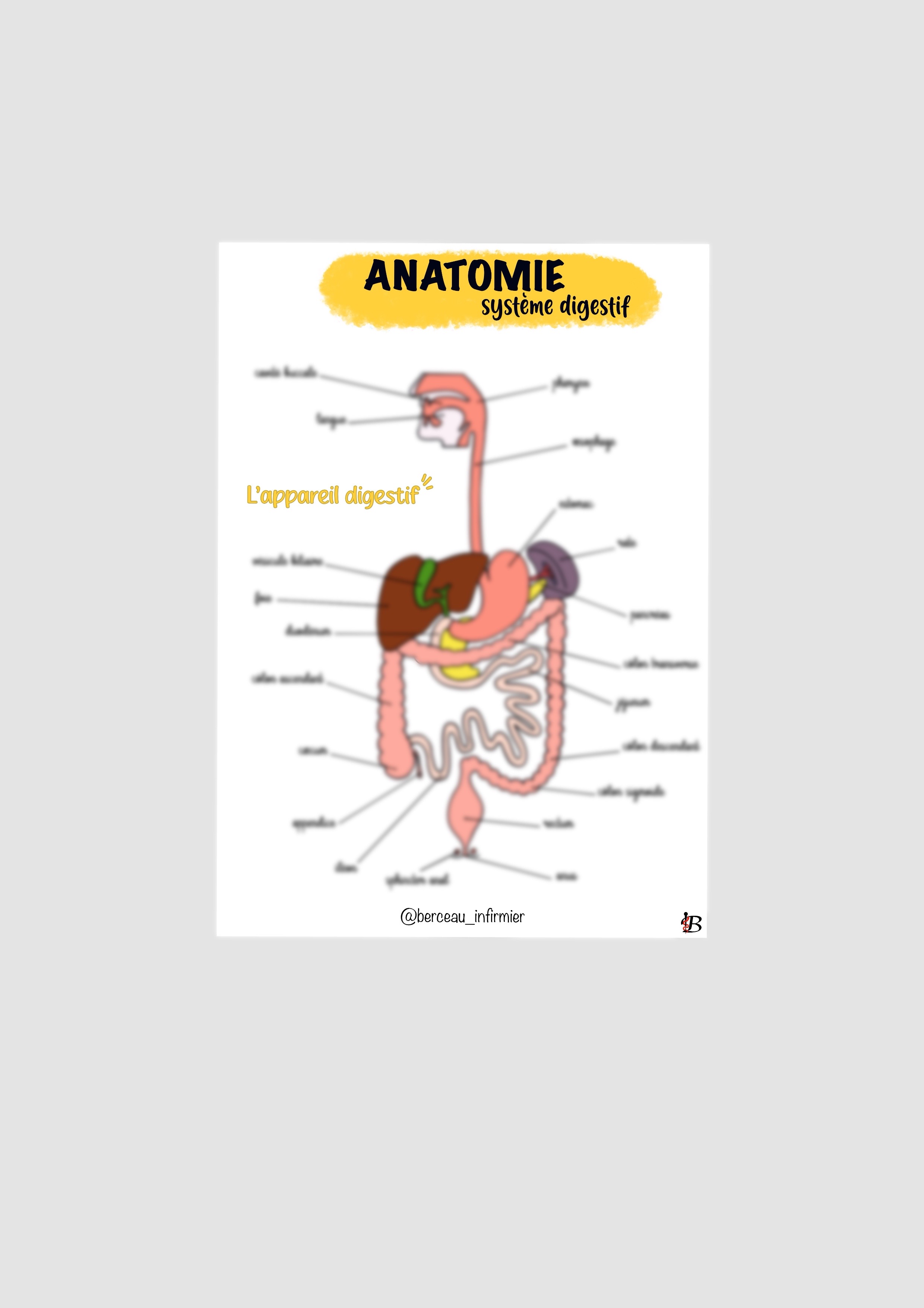 Fiche anatomie SYSTEME DIGESTIVE