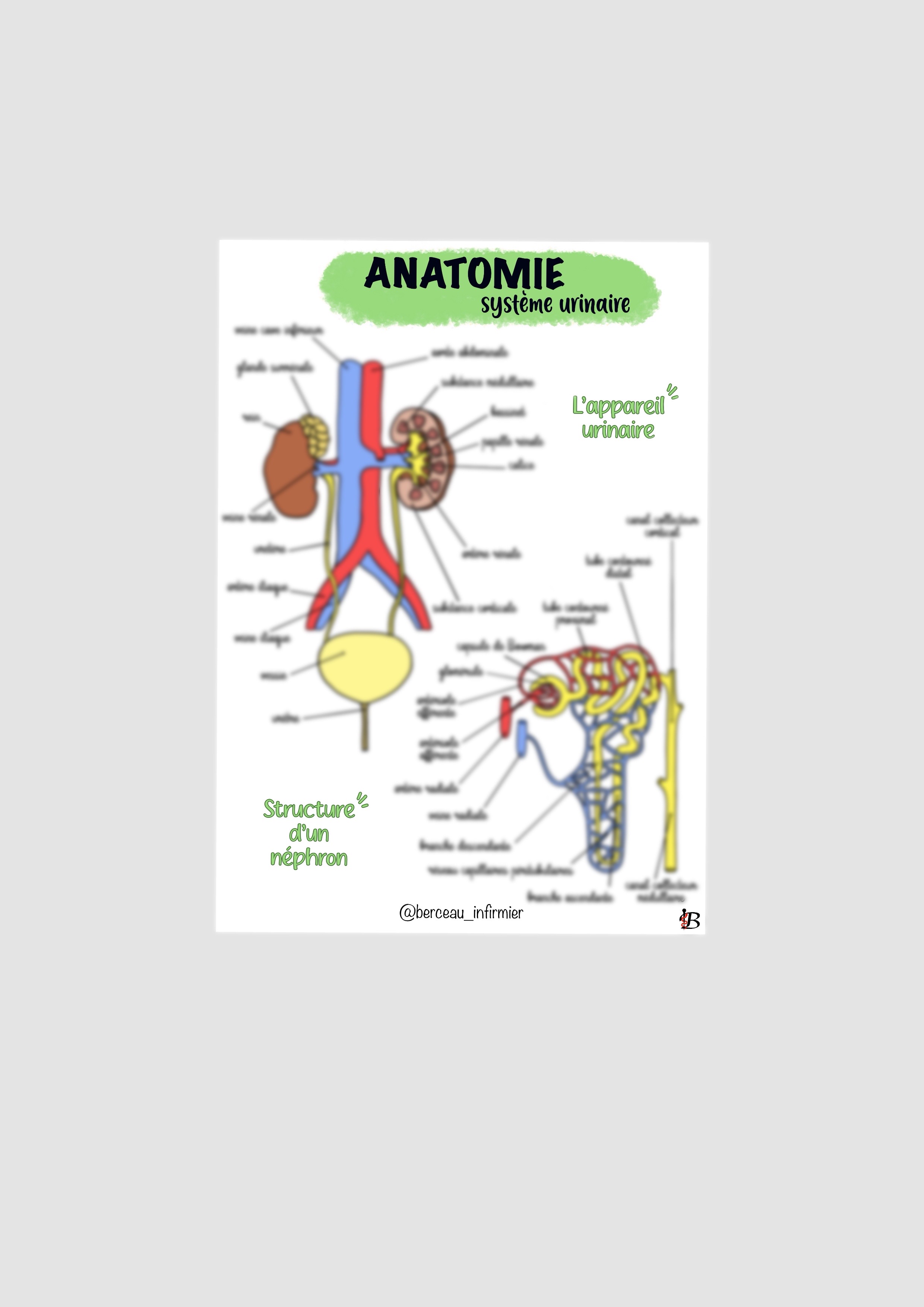 Fiche anatomie SYSTEME URINAIRE