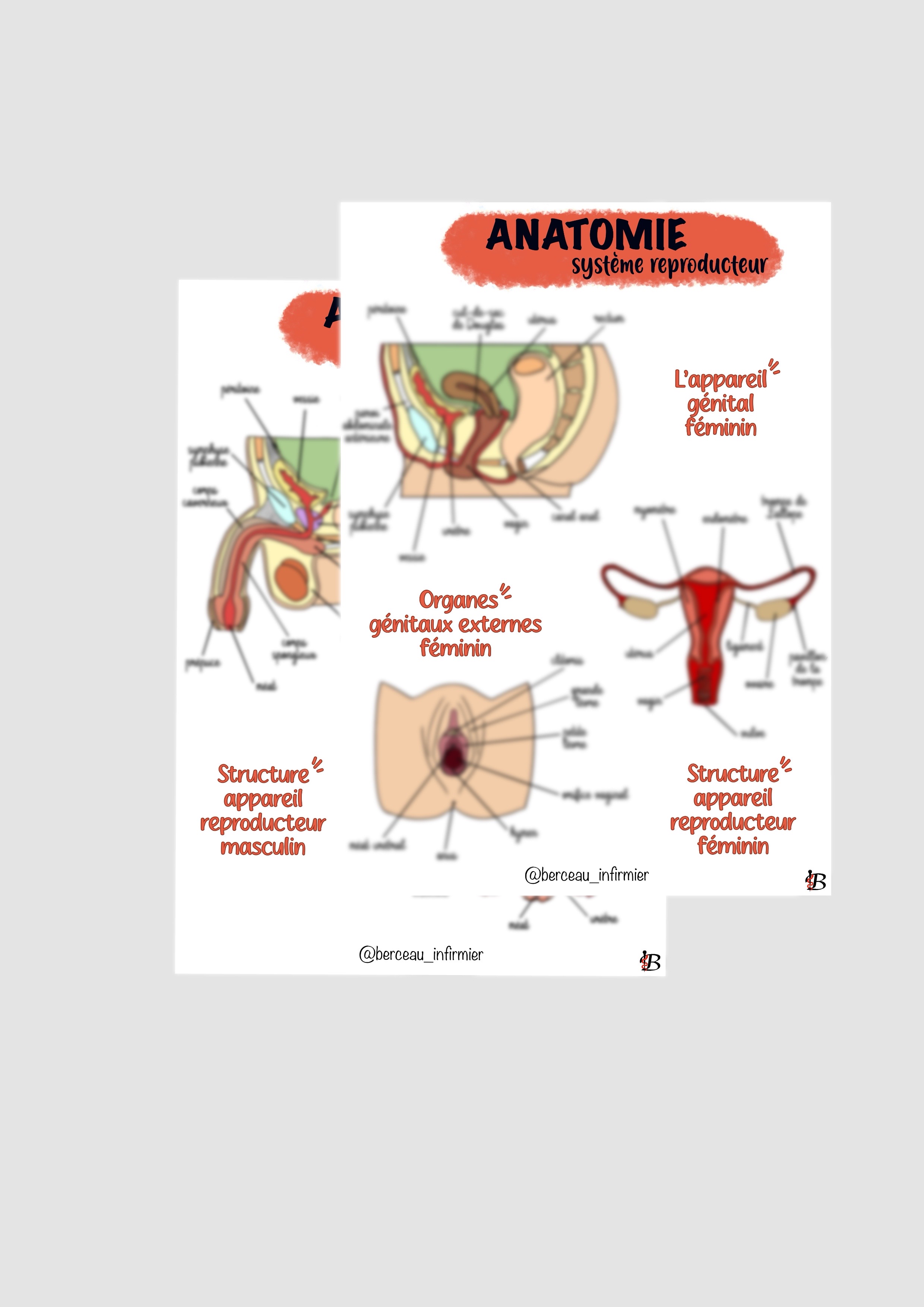 Fiche anatomie SYSTEME REPRODUCTEUR