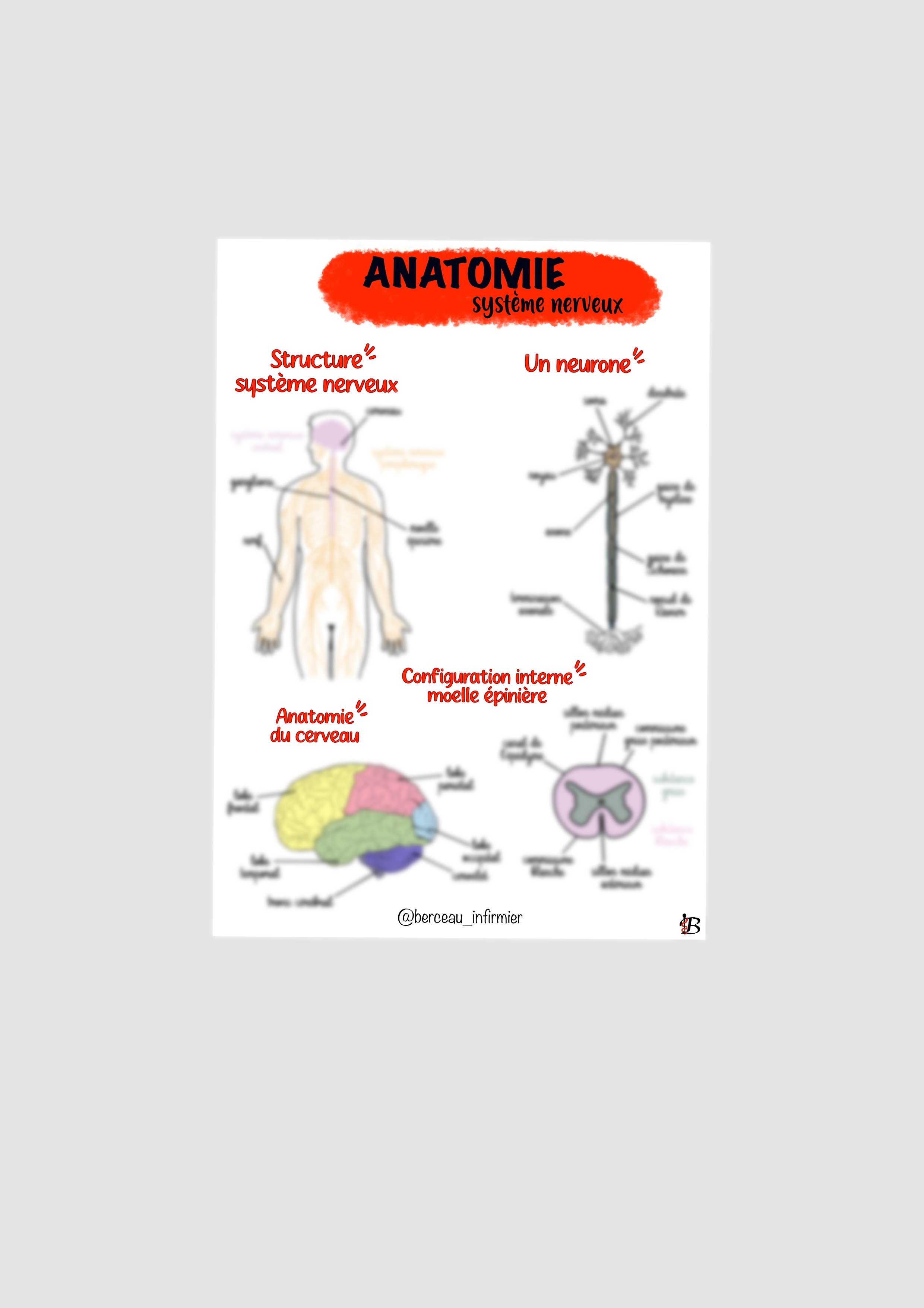 Fiche anatomie SYSTEME NERVEUX