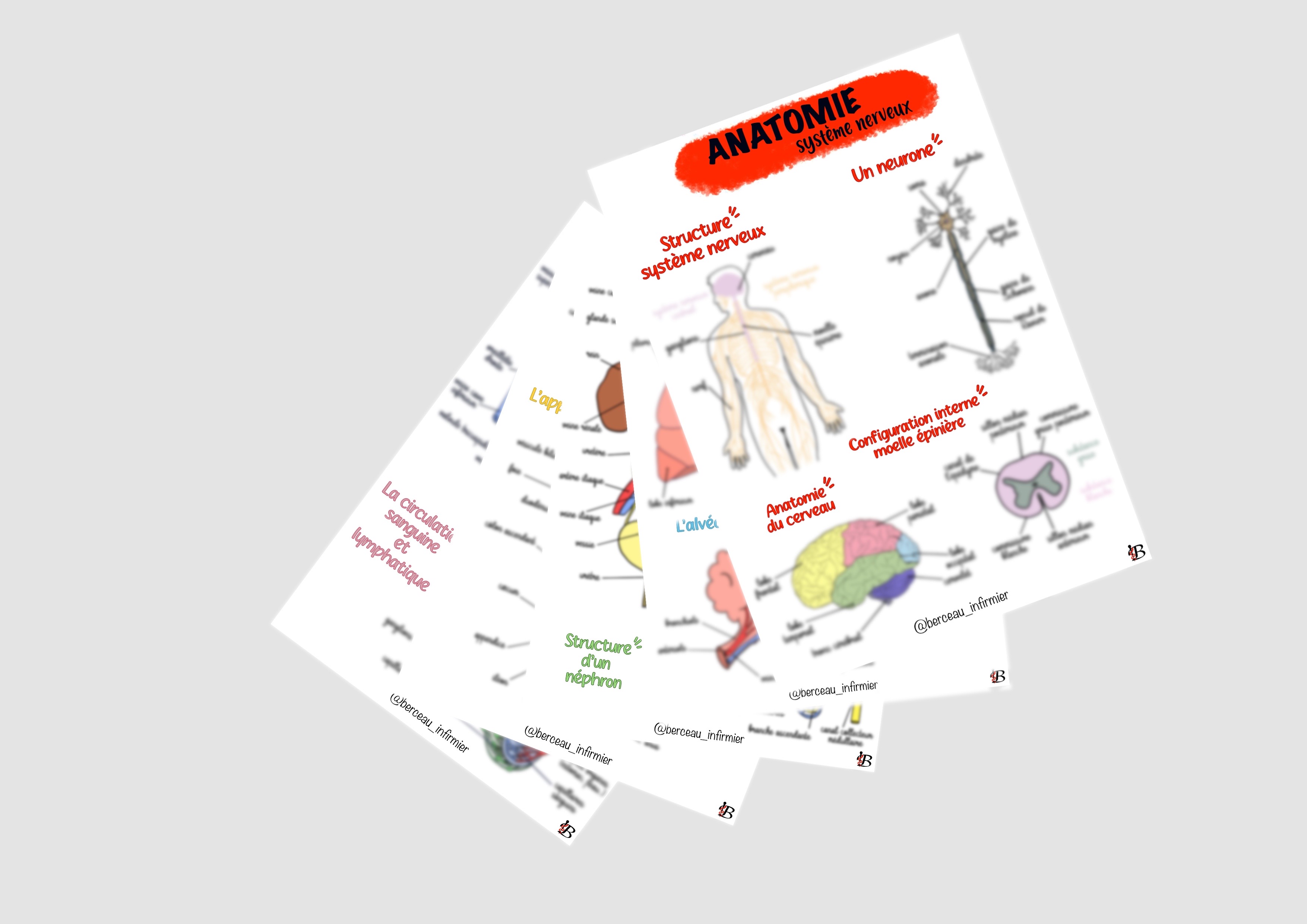 Fiches pack ANATOMIE
