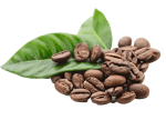 Liven Alkaline Coffee – Sugar-Free Regulate Blood Sugar and Debate of AIM Global USA