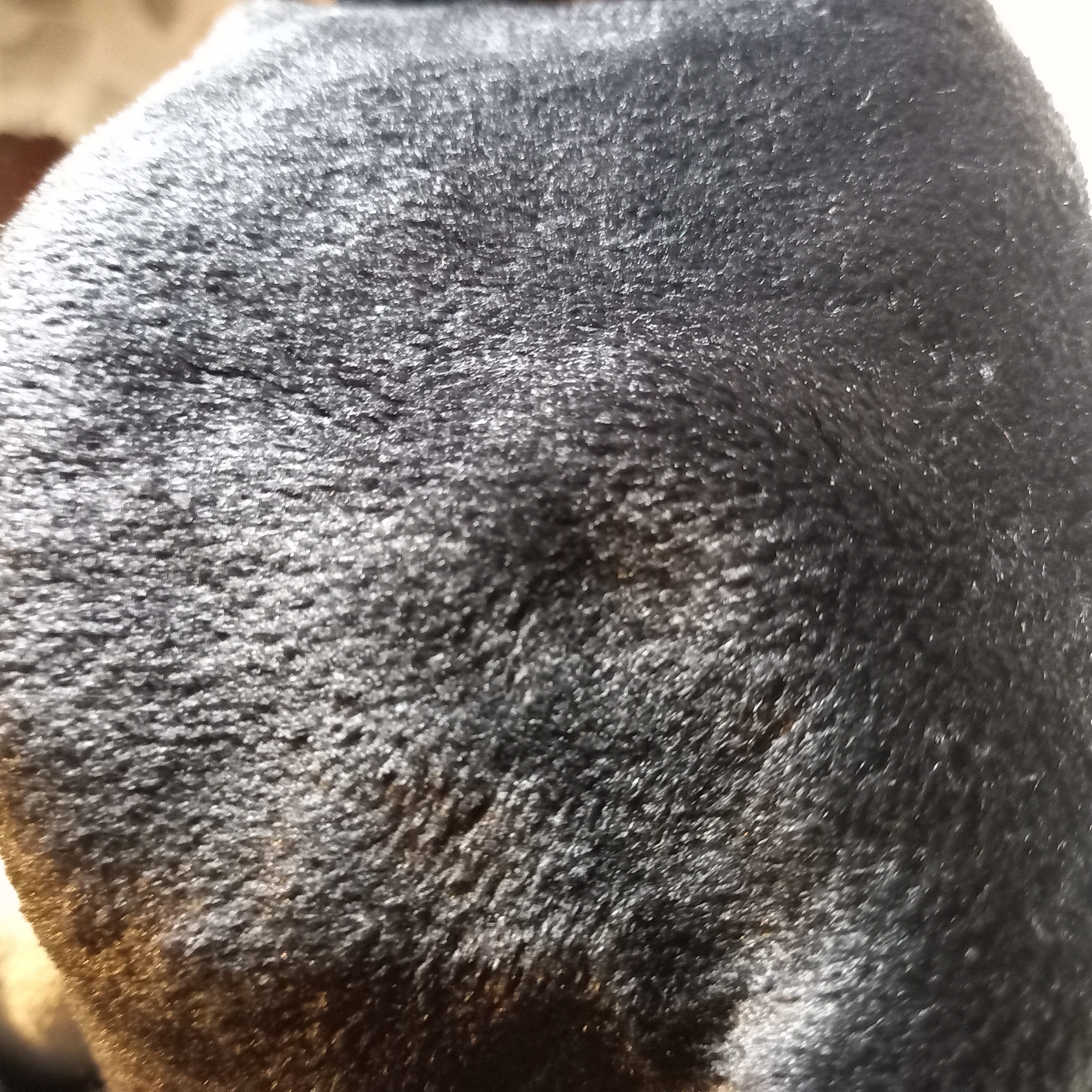 Tour de cou santa muerta rouge et noir