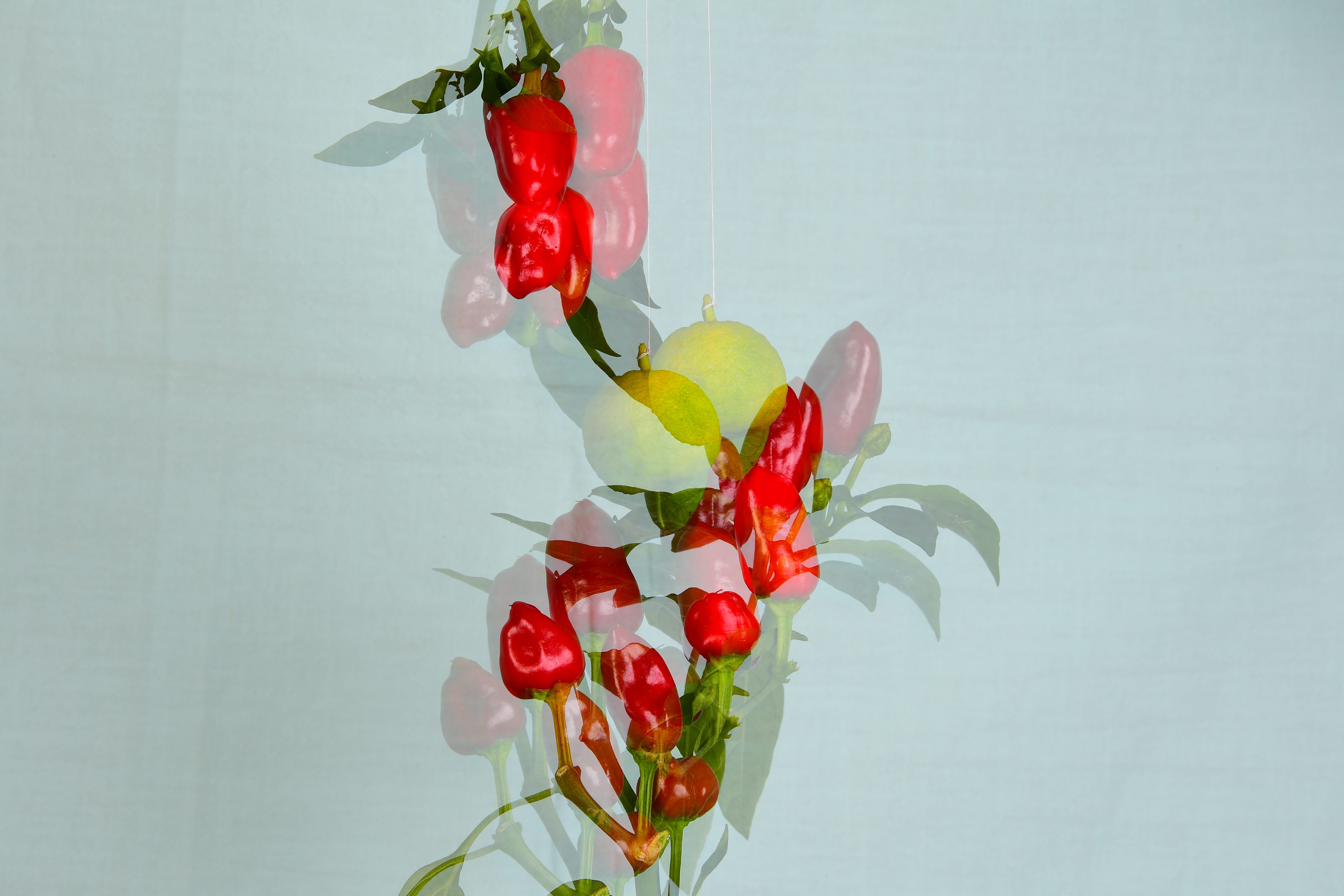 Fleur de sel Piquante Limón