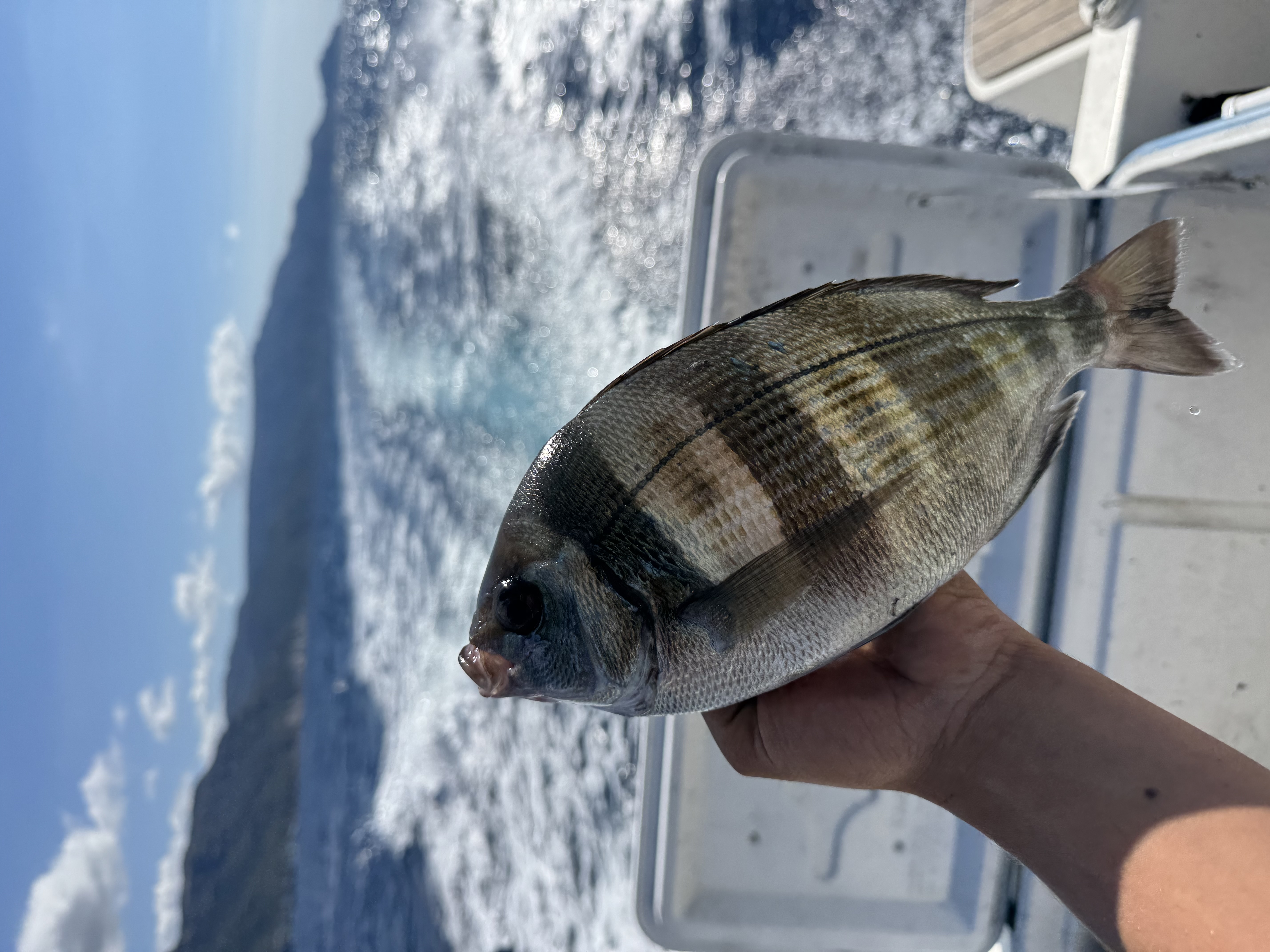 Charter Pesca più Boat Tour