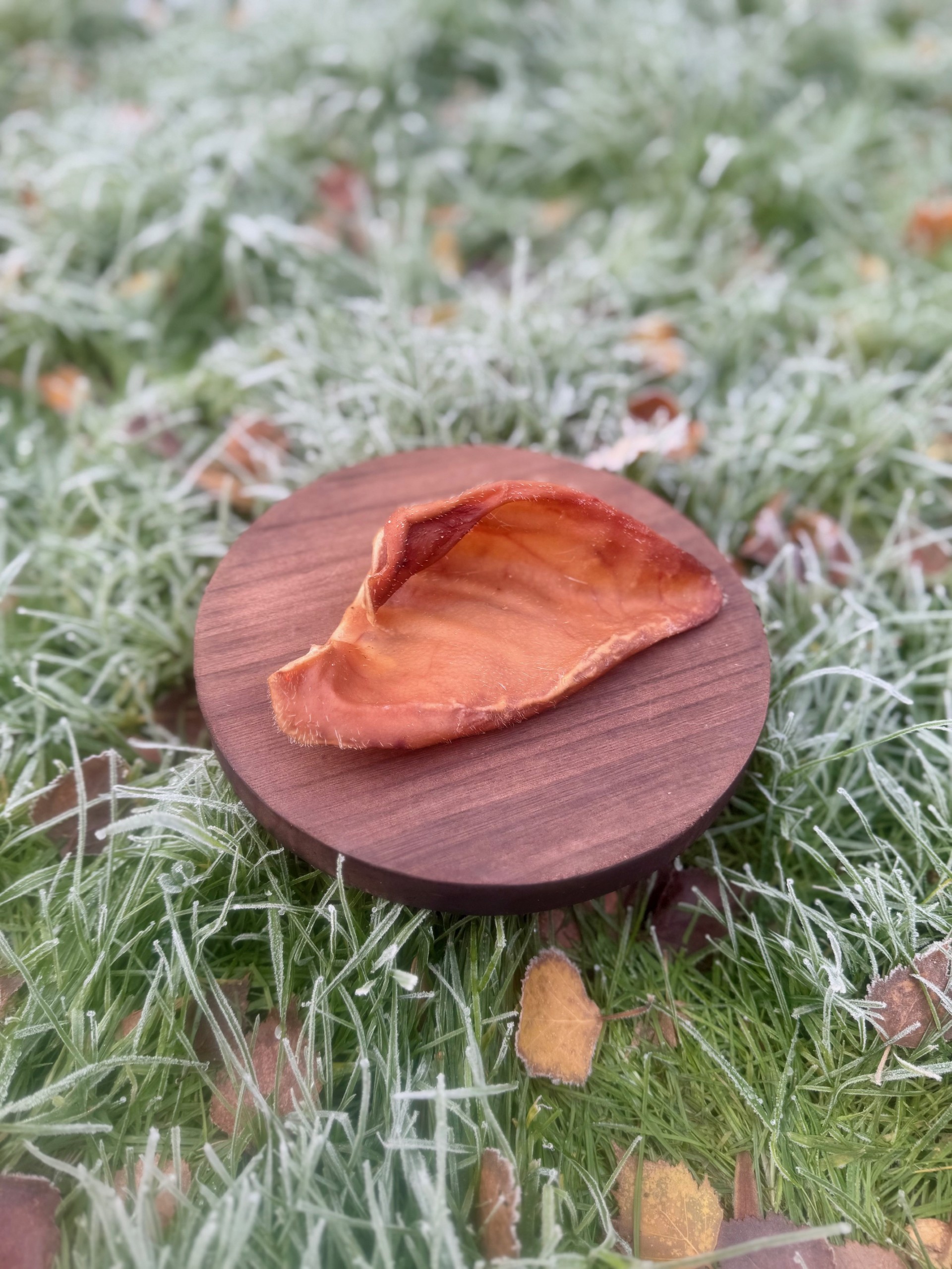 Pigs Ear