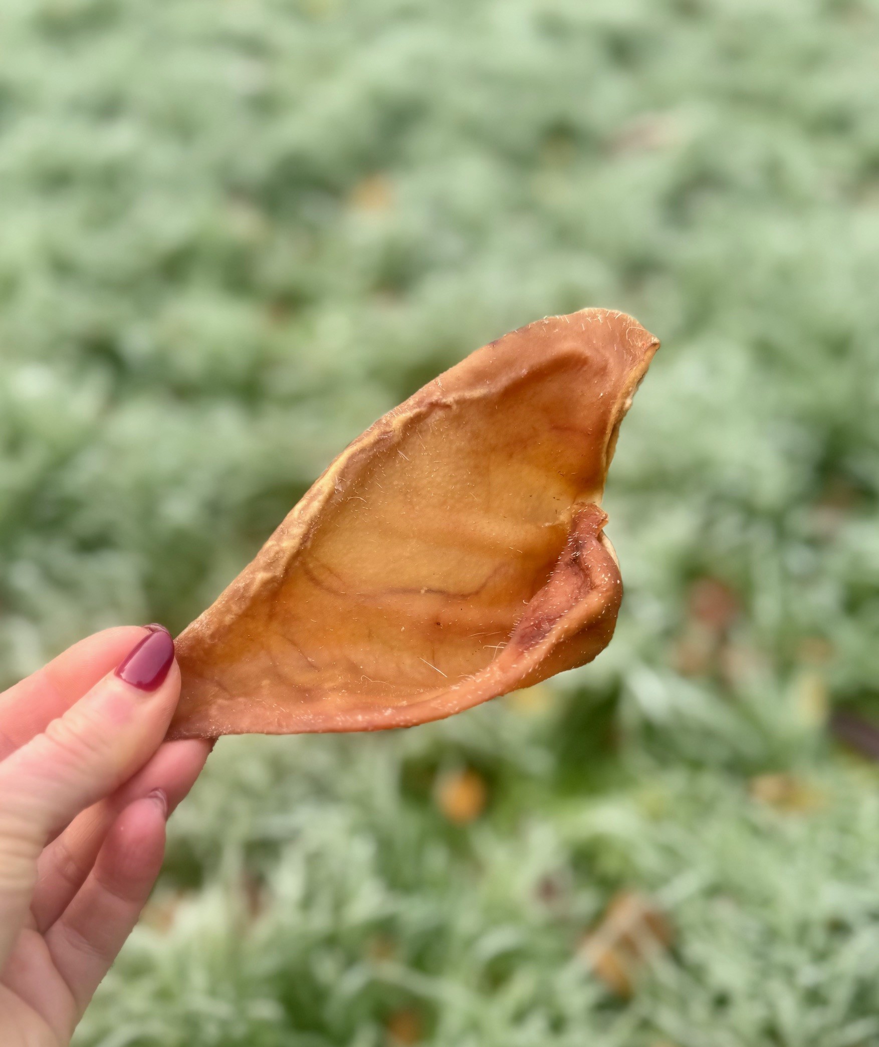 Pigs Ear