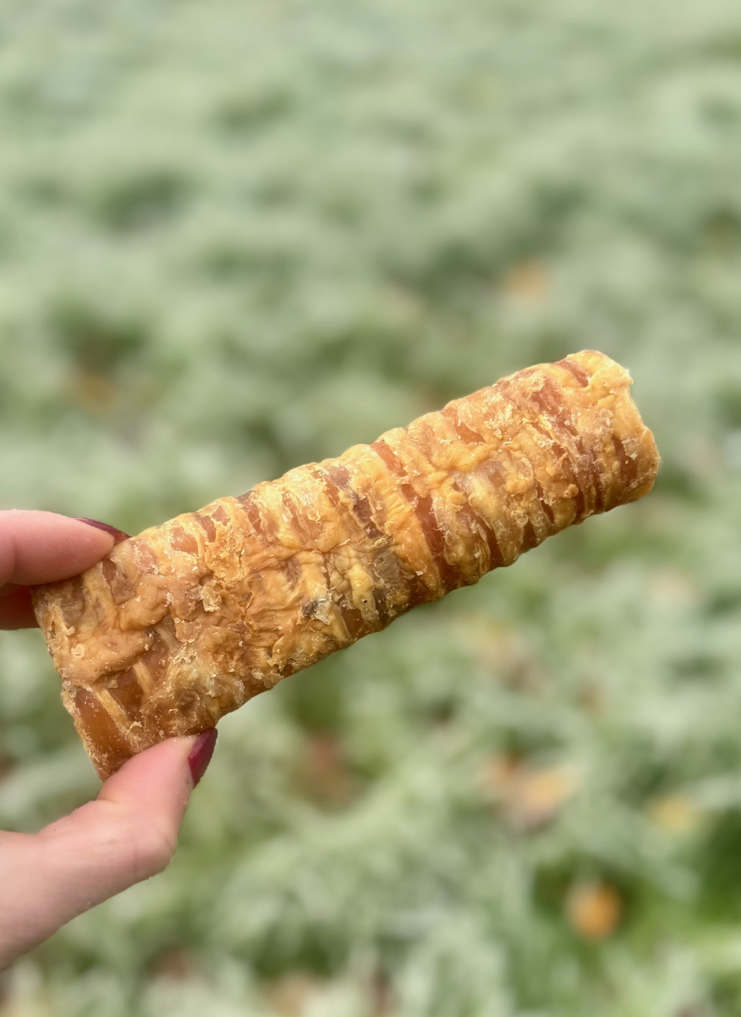 Beef Trachea ('moo tubes')