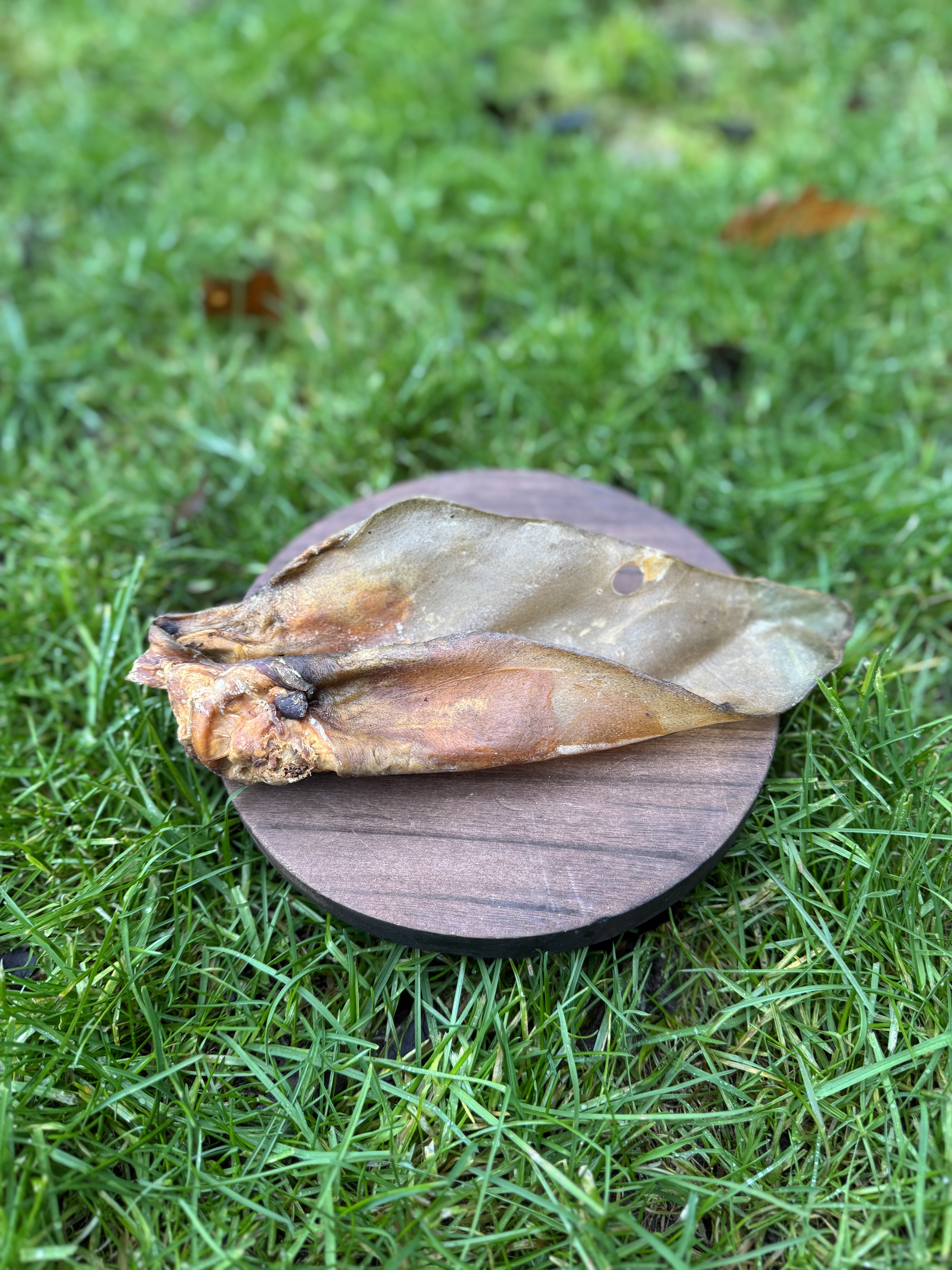Large Buffalo Ear