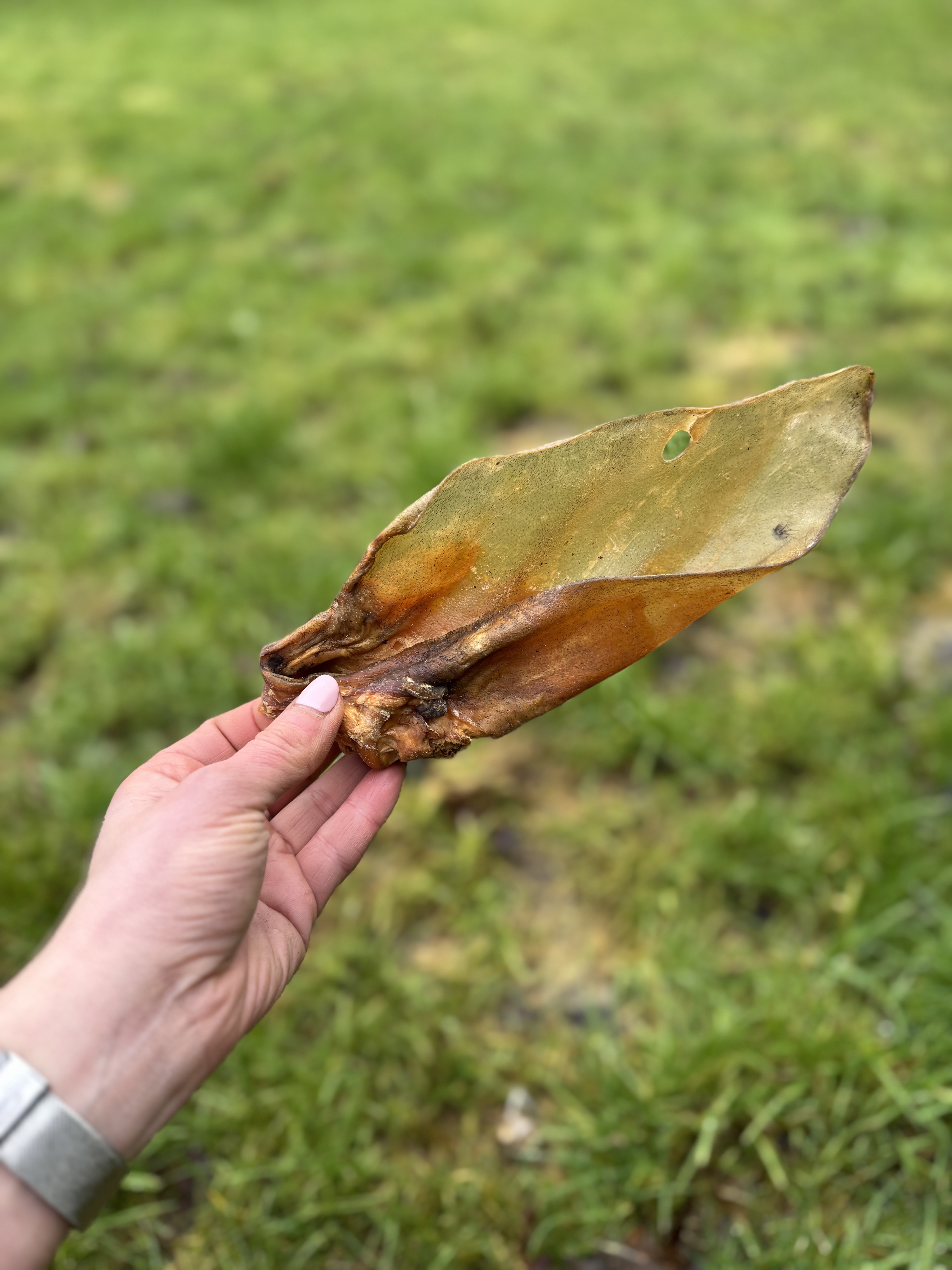 Large Buffalo Ear