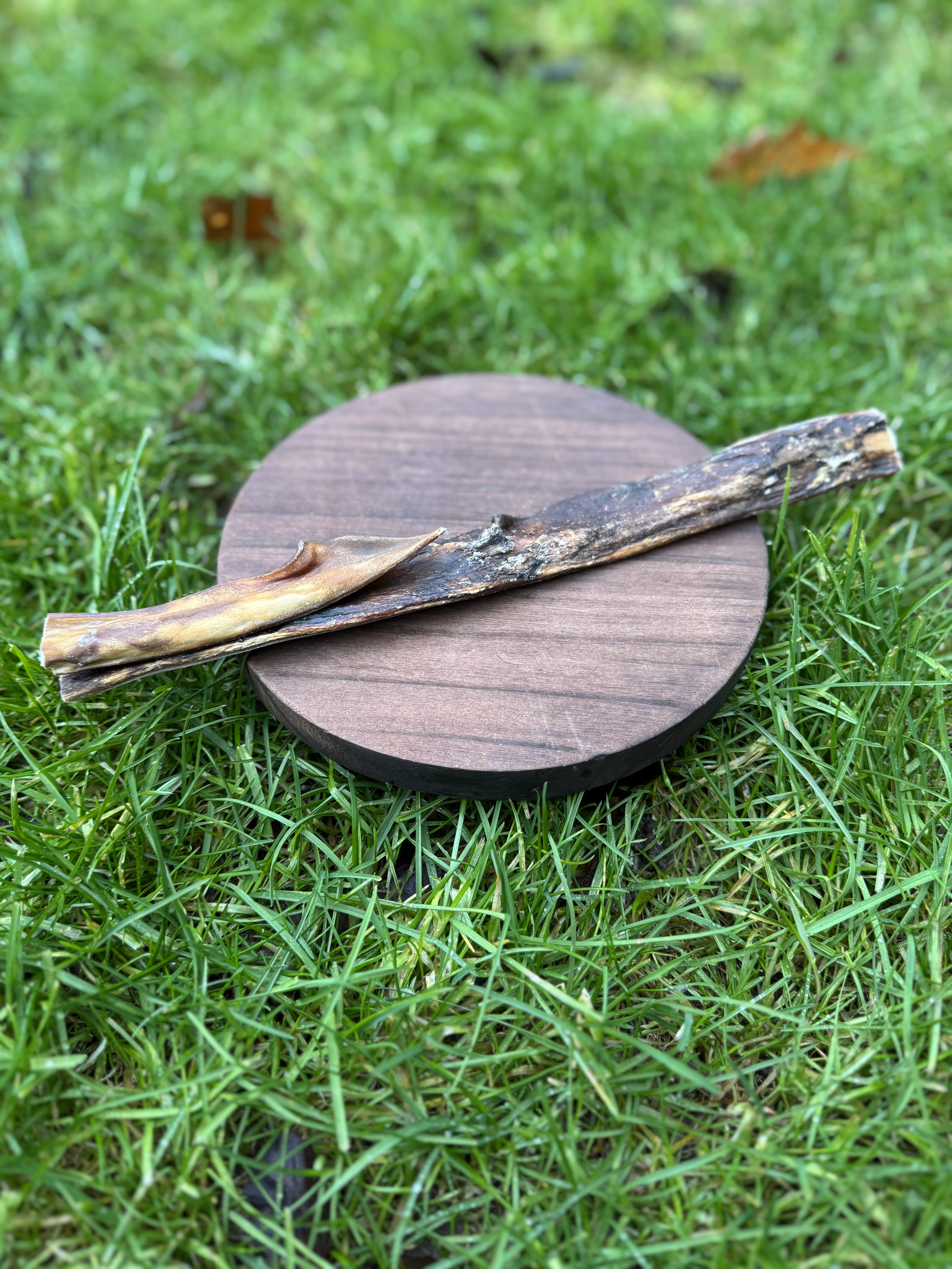 Camel Skin Stick (25-30cm)