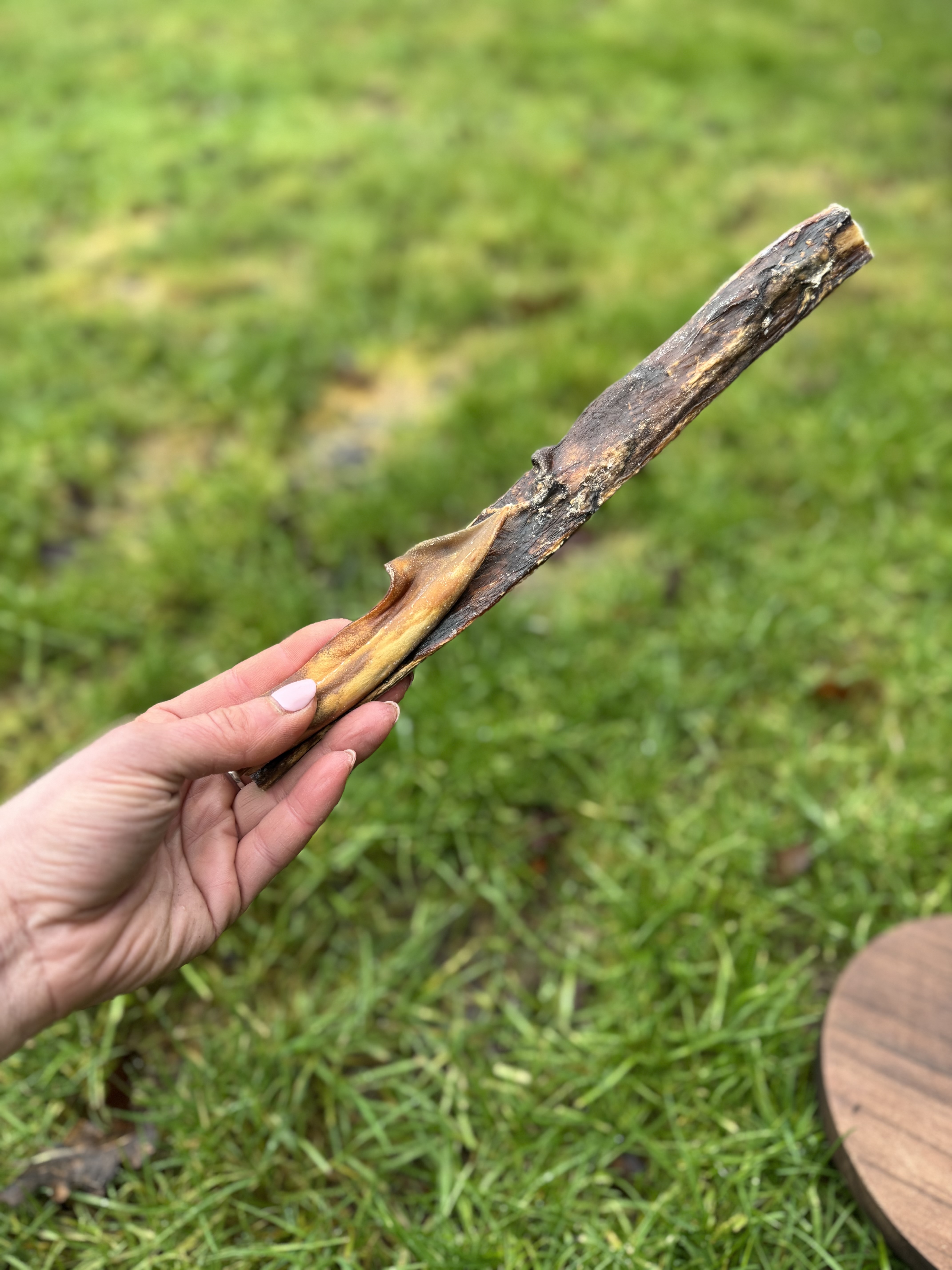 Camel Skin Stick (25-30cm)