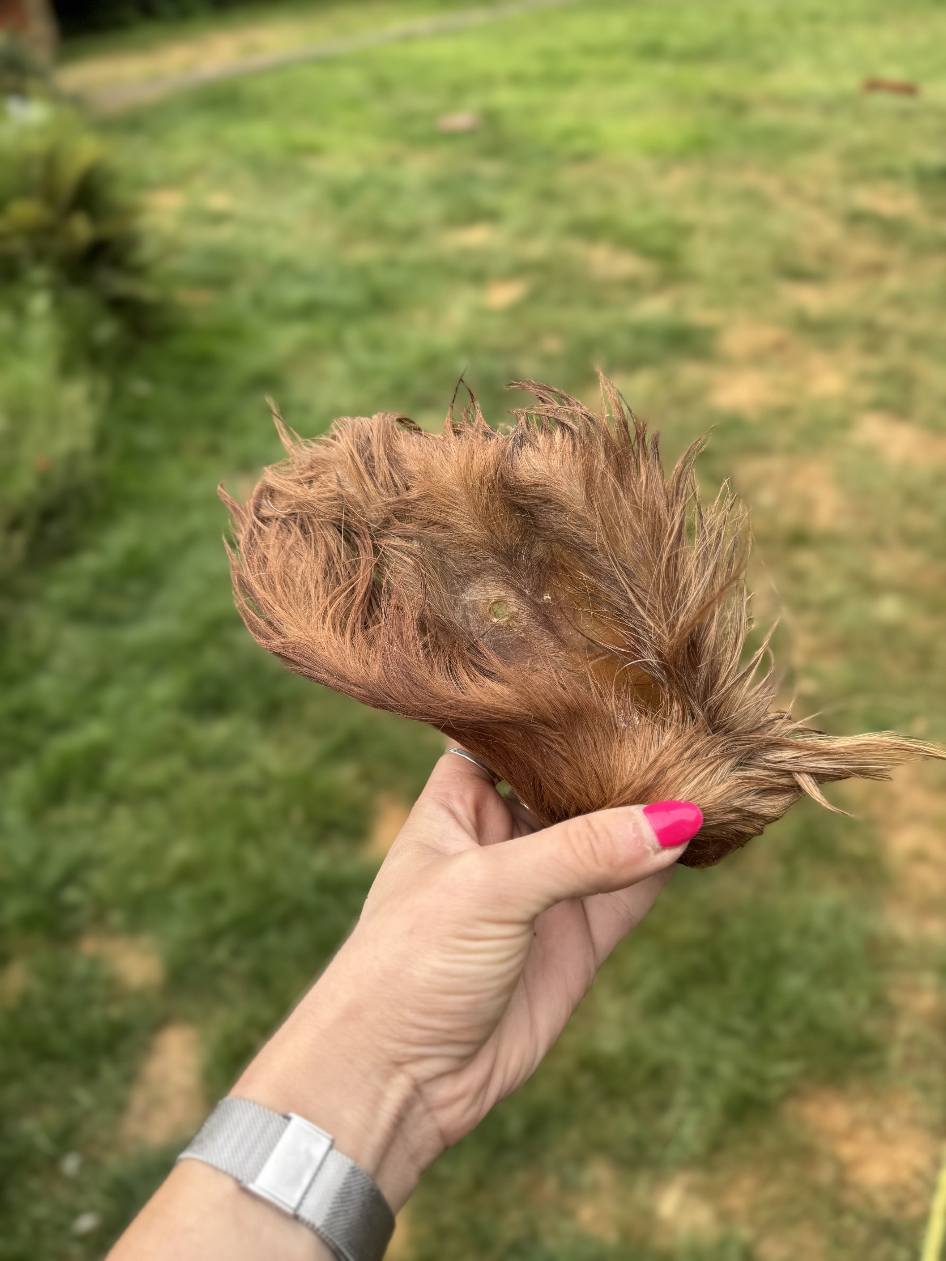 Hairy Cow Ear (large)
