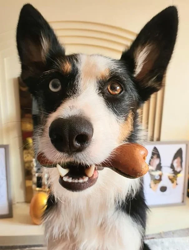 Veggie Nutribone