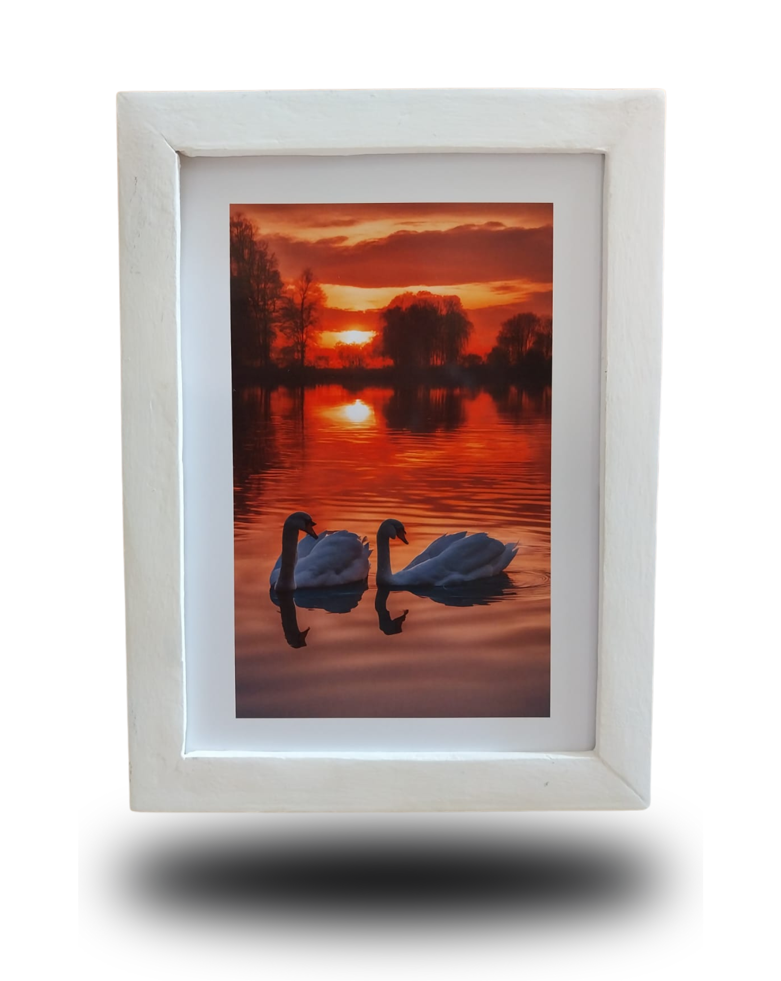 Quadro Decorativo Cigni