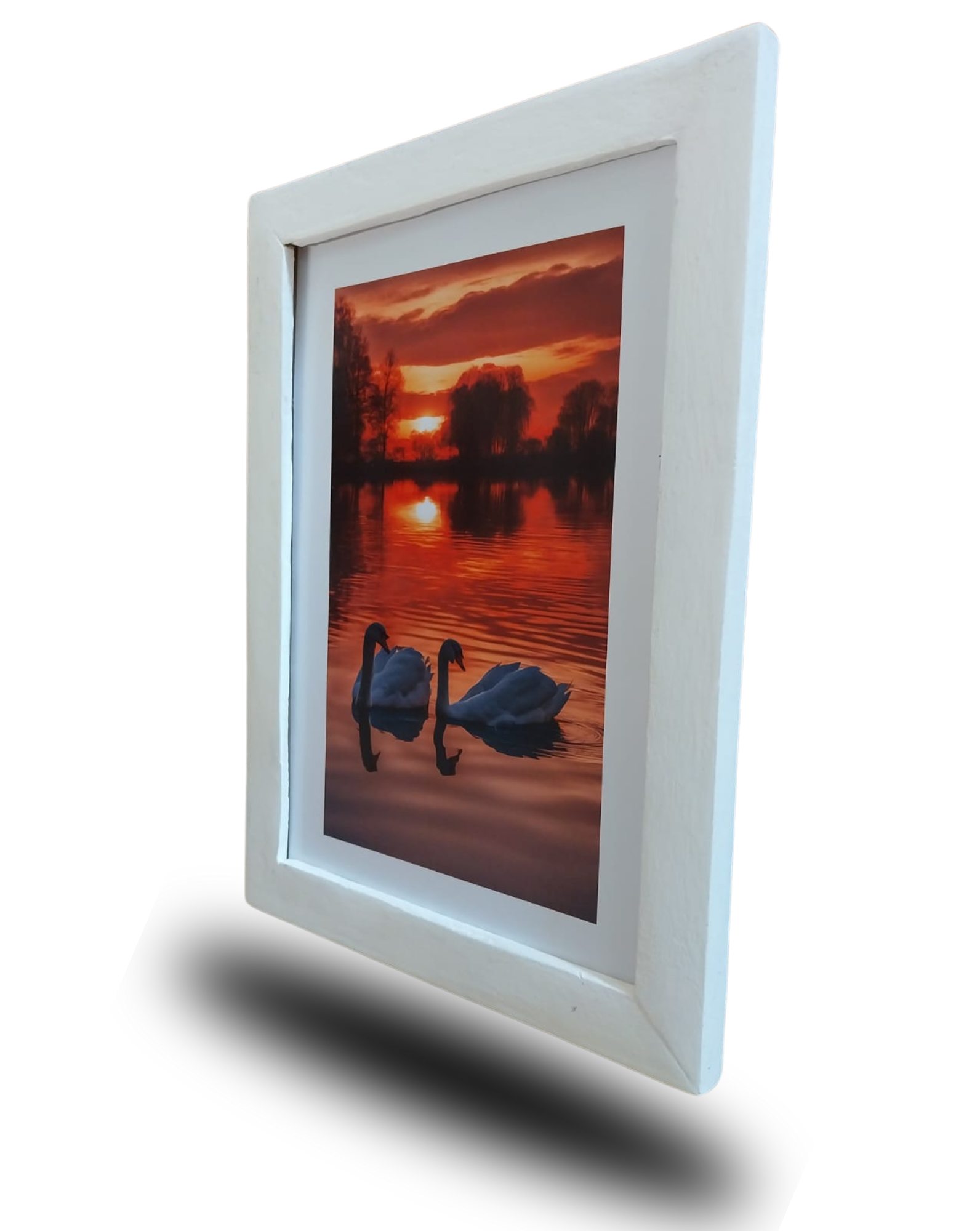 Quadro Decorativo Cigni