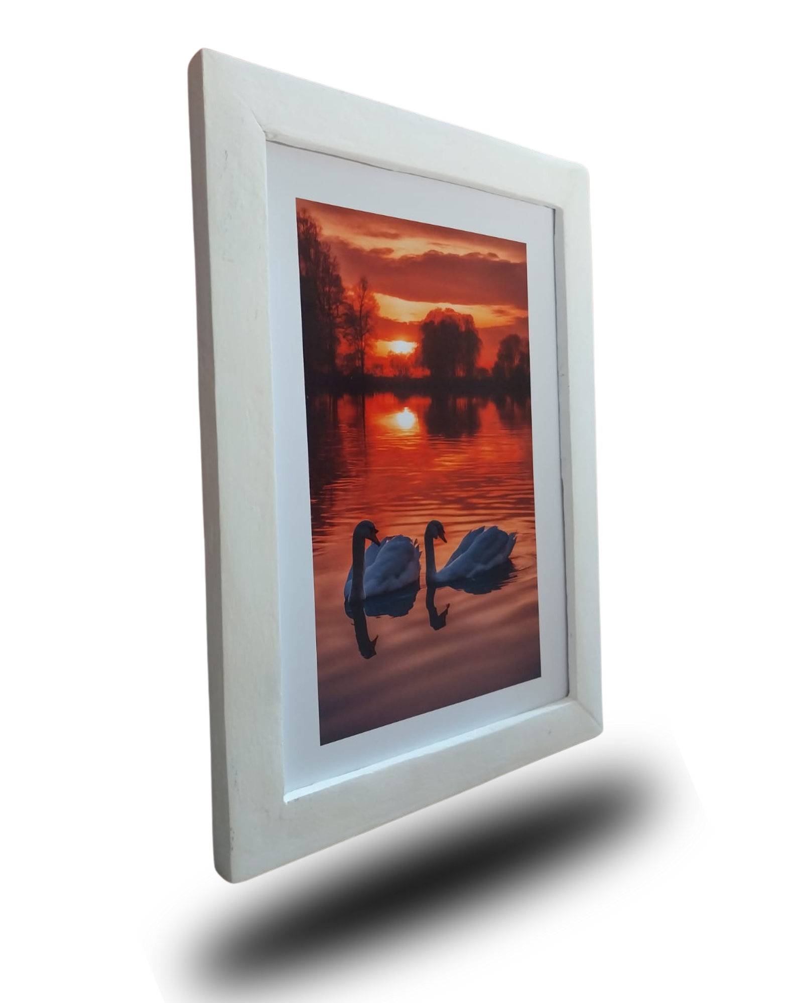 Quadro Decorativo Cigni