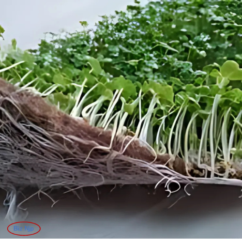 10x20 Jute Microgreen Mats - Organic Seed Starter Pads 