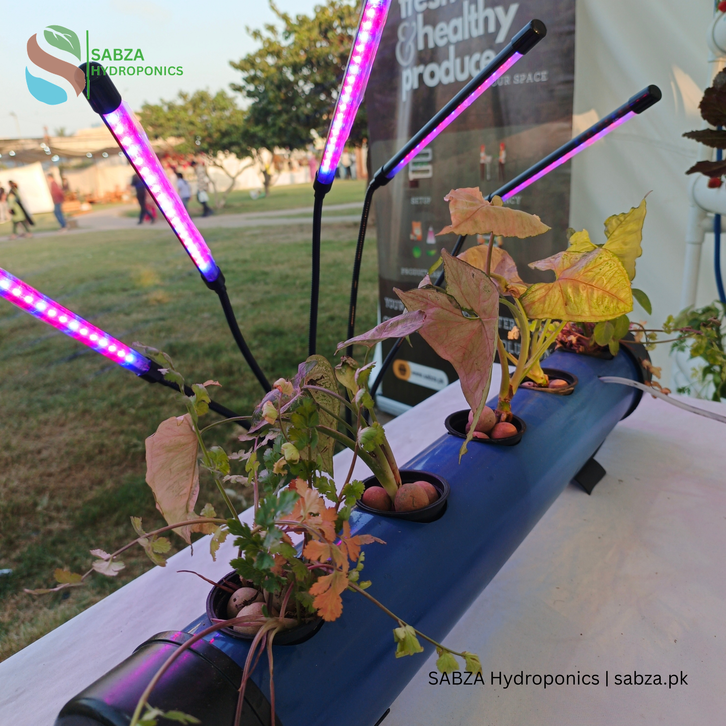 Sabza 5-Plant Hydroponics Kit – Indoor/Outdoor Gardening System for Home – Beginner Friendly