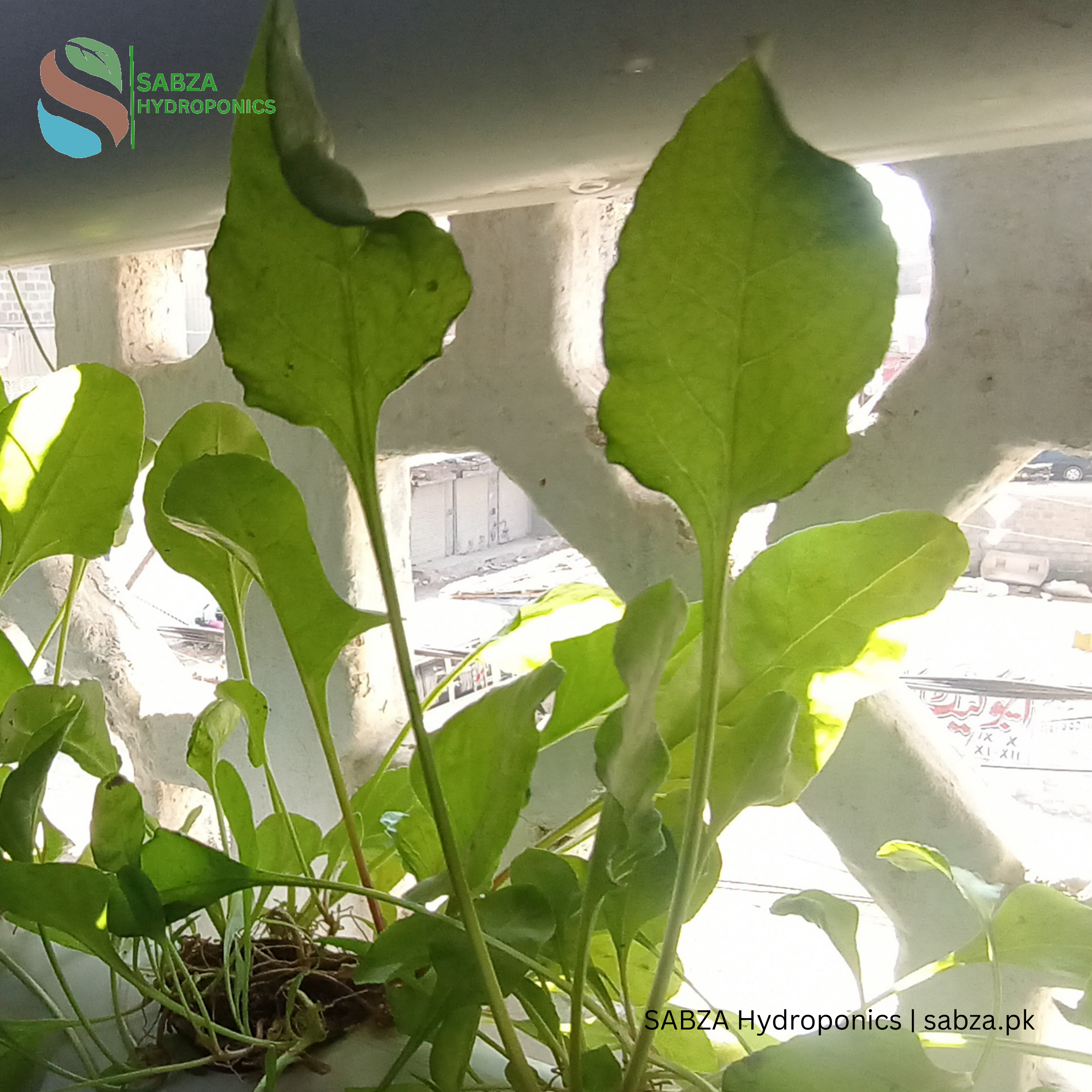 Aeroponics Grow Tower 28 Planting holes