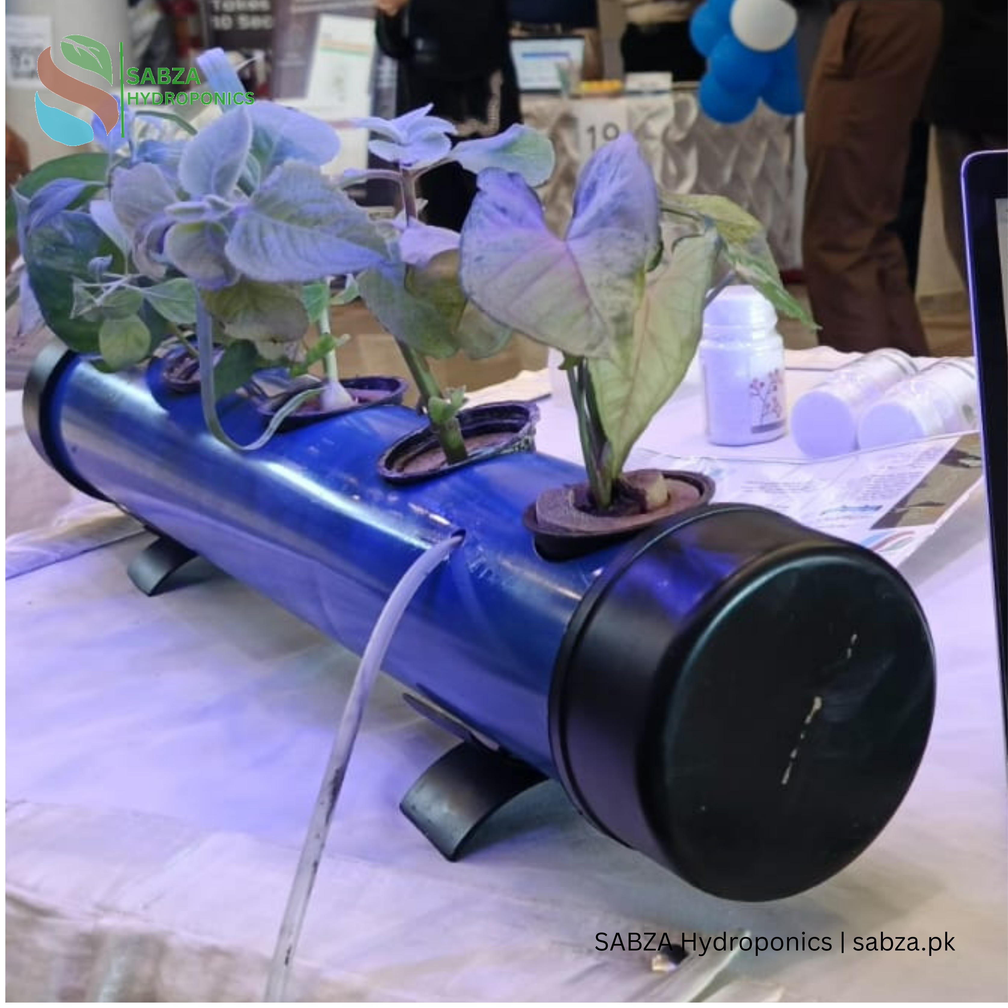 Sabza 5-Plant Hydroponics Kit – Indoor/Outdoor Gardening System for Home – Beginner Friendly