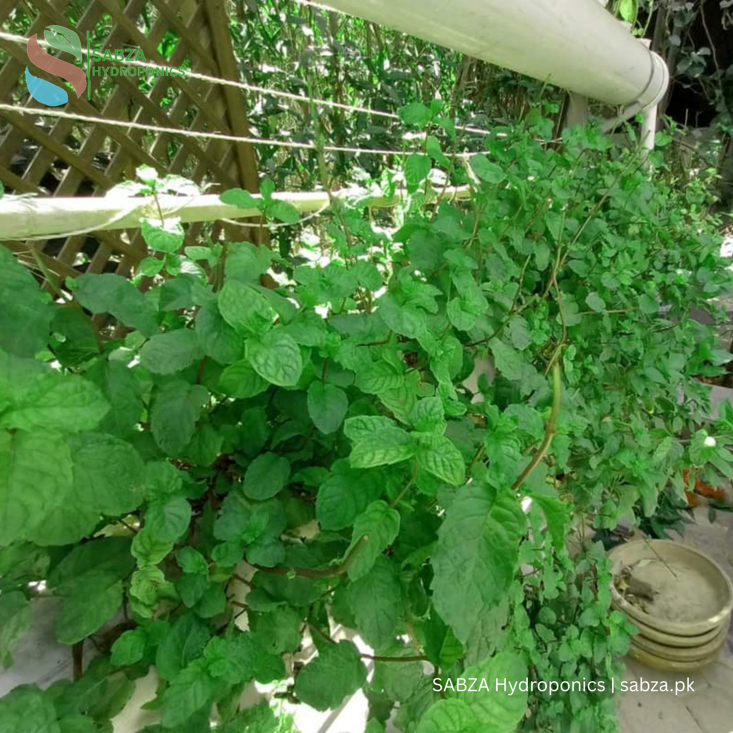 Hydroponic NFT 20 Planting Hole Kit