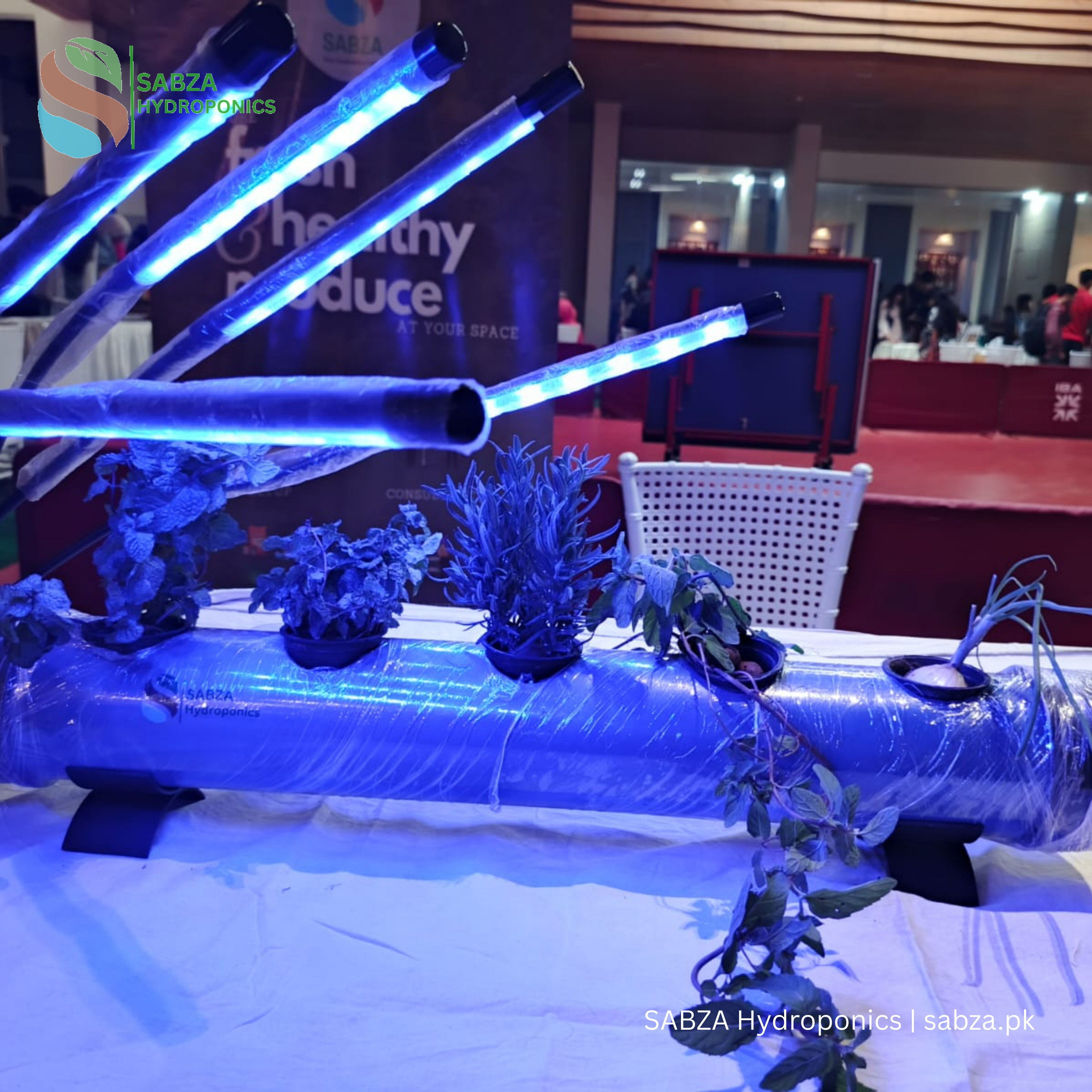 Sabza 5-Plant Hydroponics Kit – Indoor/Outdoor Gardening System for Home – Beginner Friendly