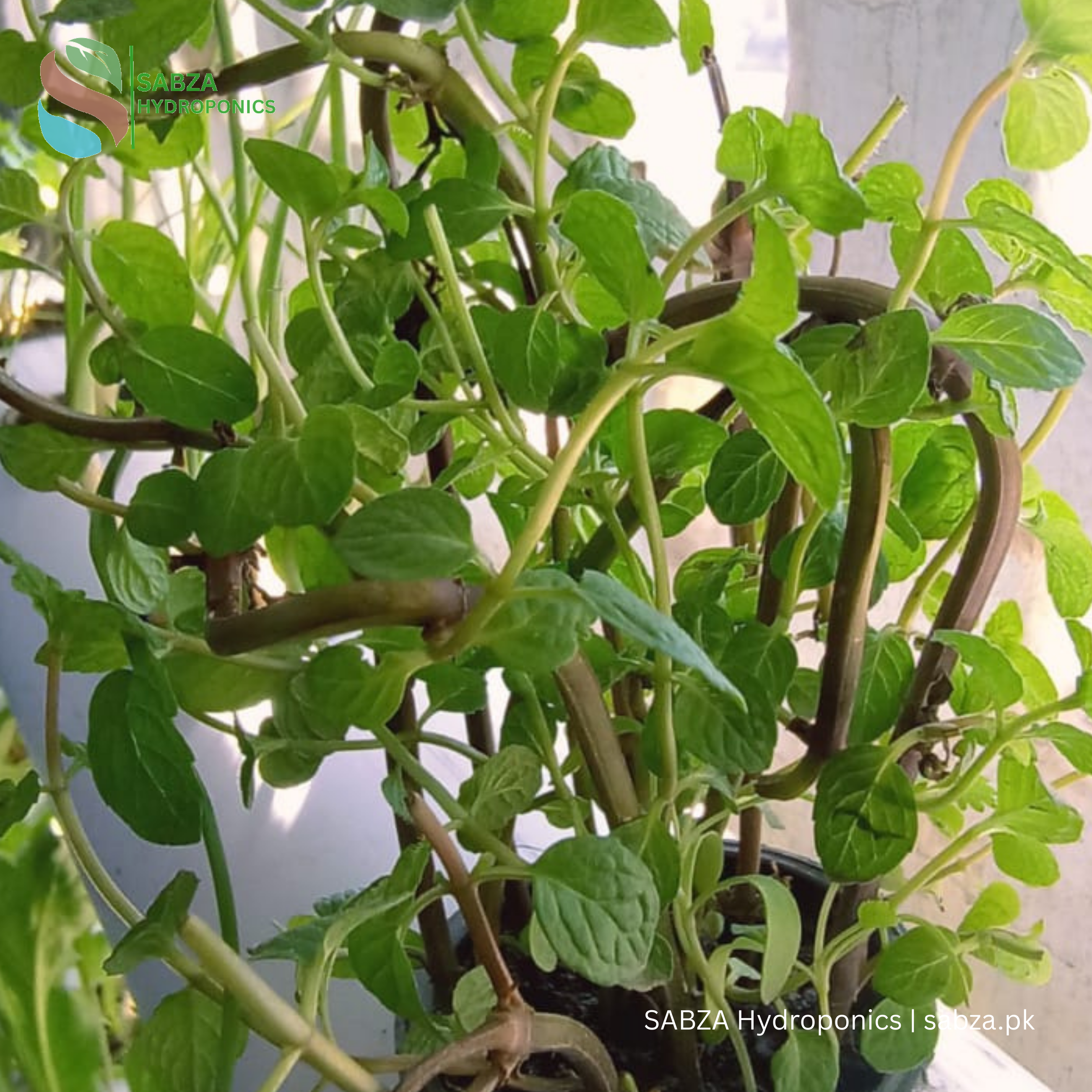 Aeroponics Grow Tower 28 Planting holes