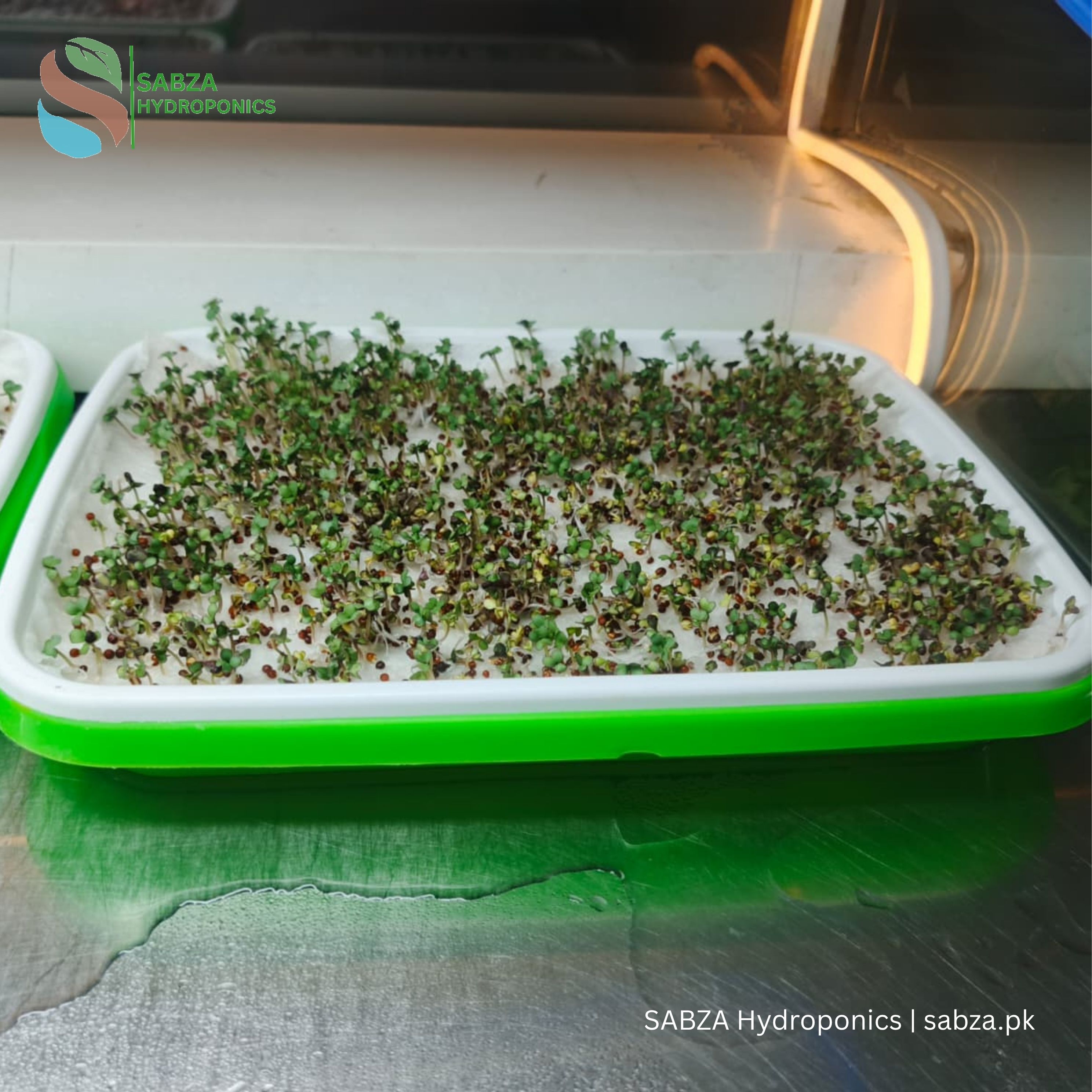 SABZA Microgreens Growing System in Pakistan | Complete 10-Tray Home Kit