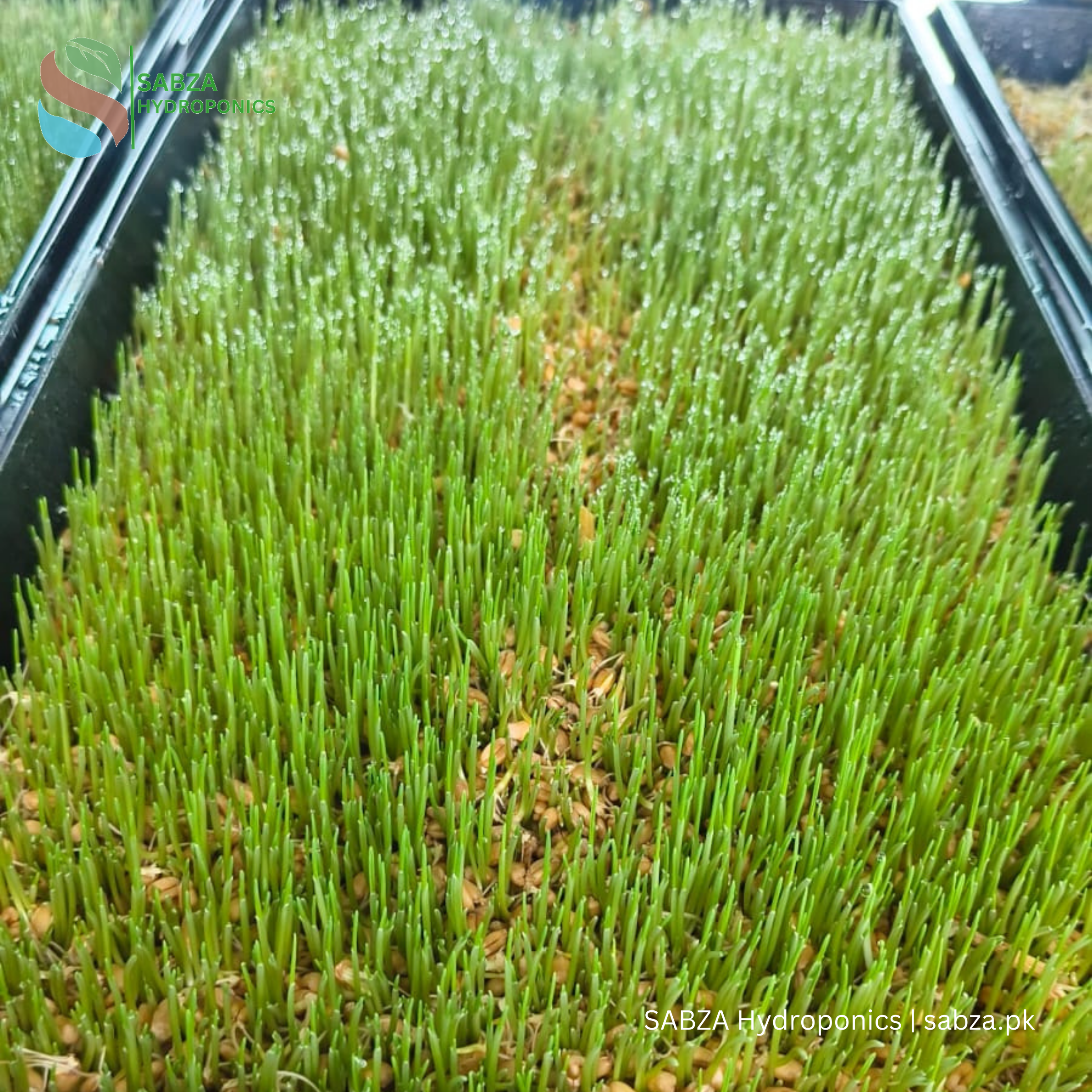 Hydroponics Fodder Kit (100 Kg) with PVC Frame | Hydroponics Fodder system in Pakistan