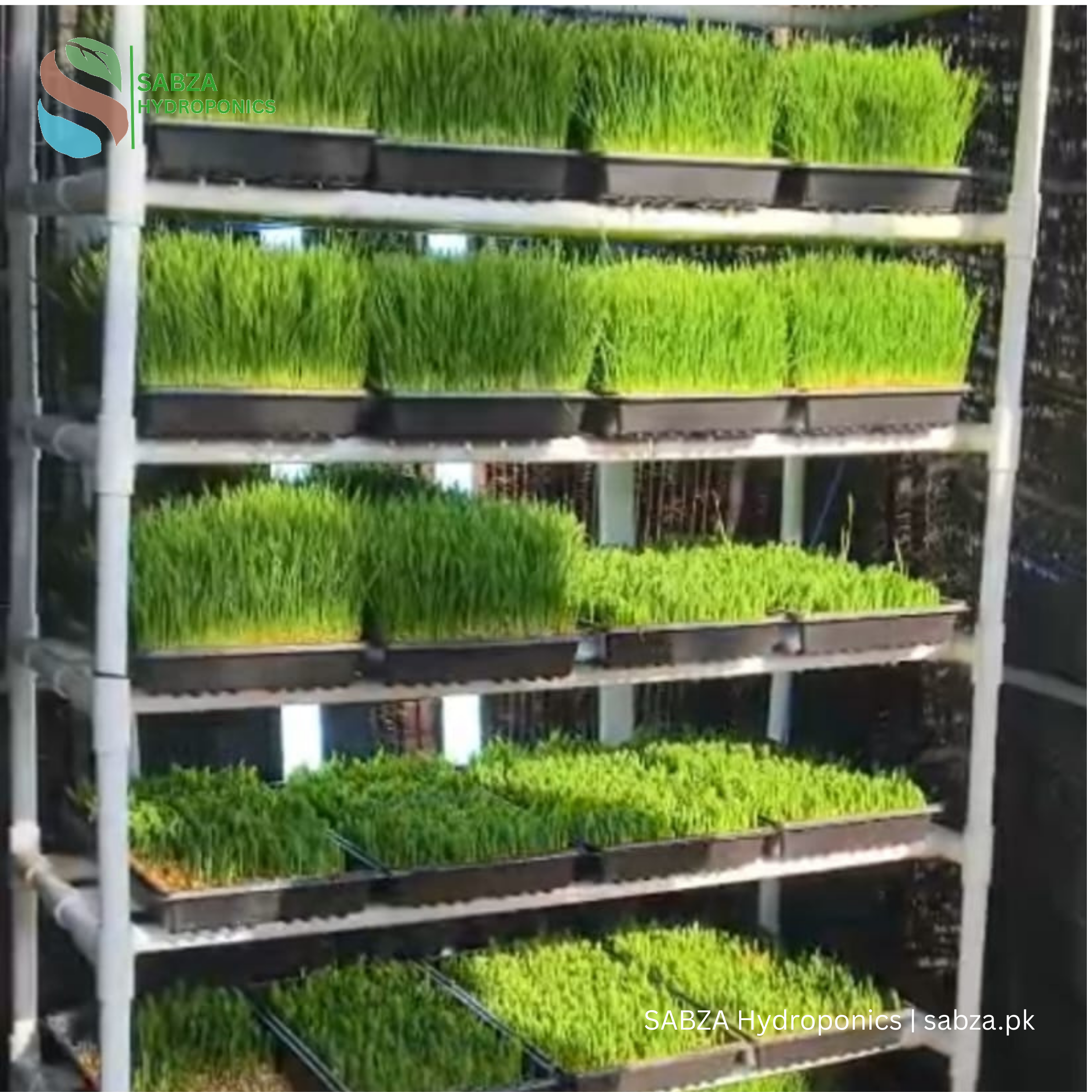 Hydroponics Fodder Kit (100 Kg) with PVC Frame | Hydroponics Fodder system in Pakistan