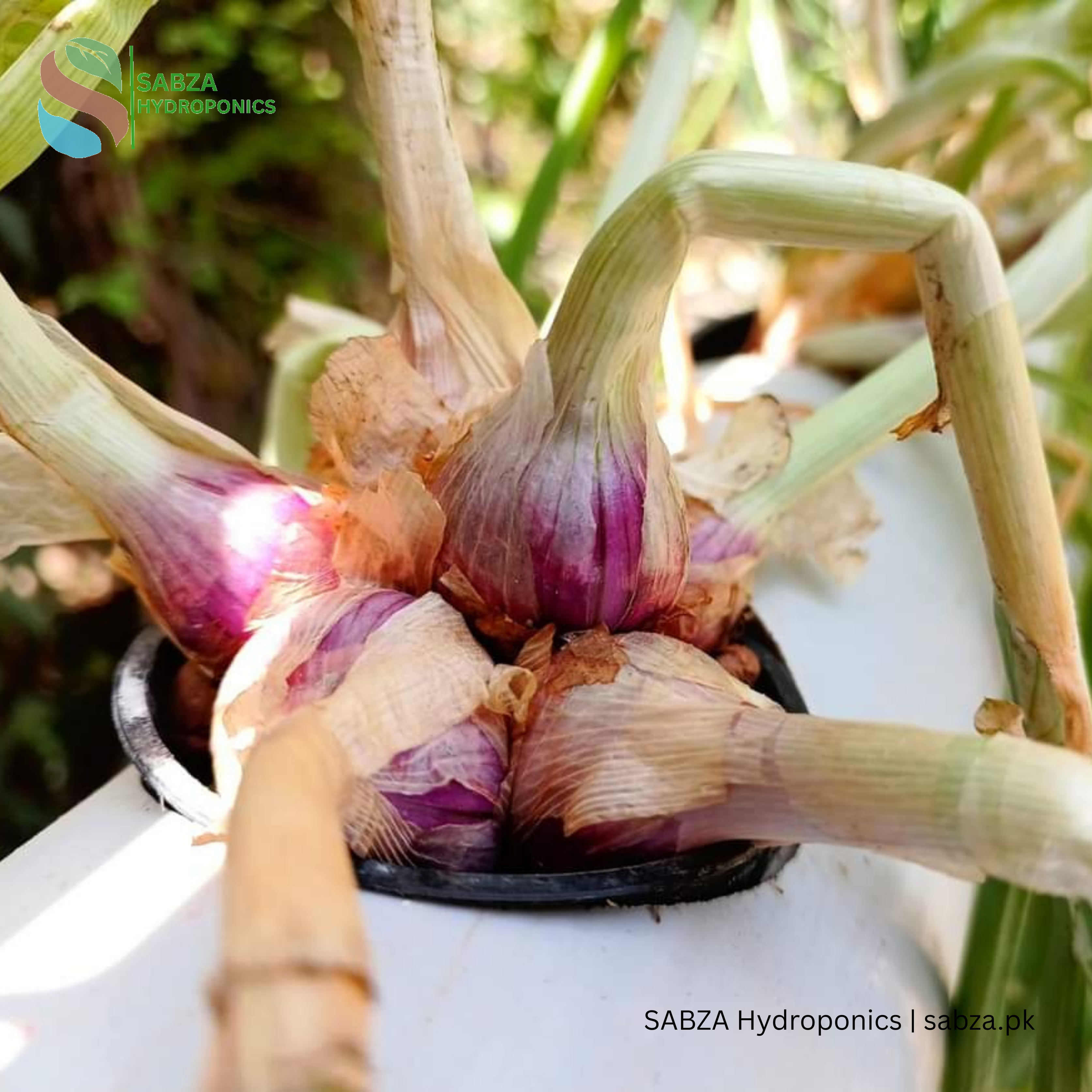 Hydroponic NFT 20 Planting Hole Kit