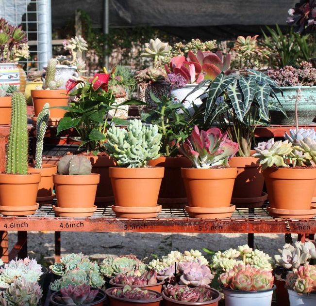 Terra Cotta Pots with Saucer- 6-Pack Large Clay Pots 5.5'' Ceramic Pottery Planter Cactus Flower Succulent Pot with Drainage Hole- Great for Plants,Crafts terra cotta planter