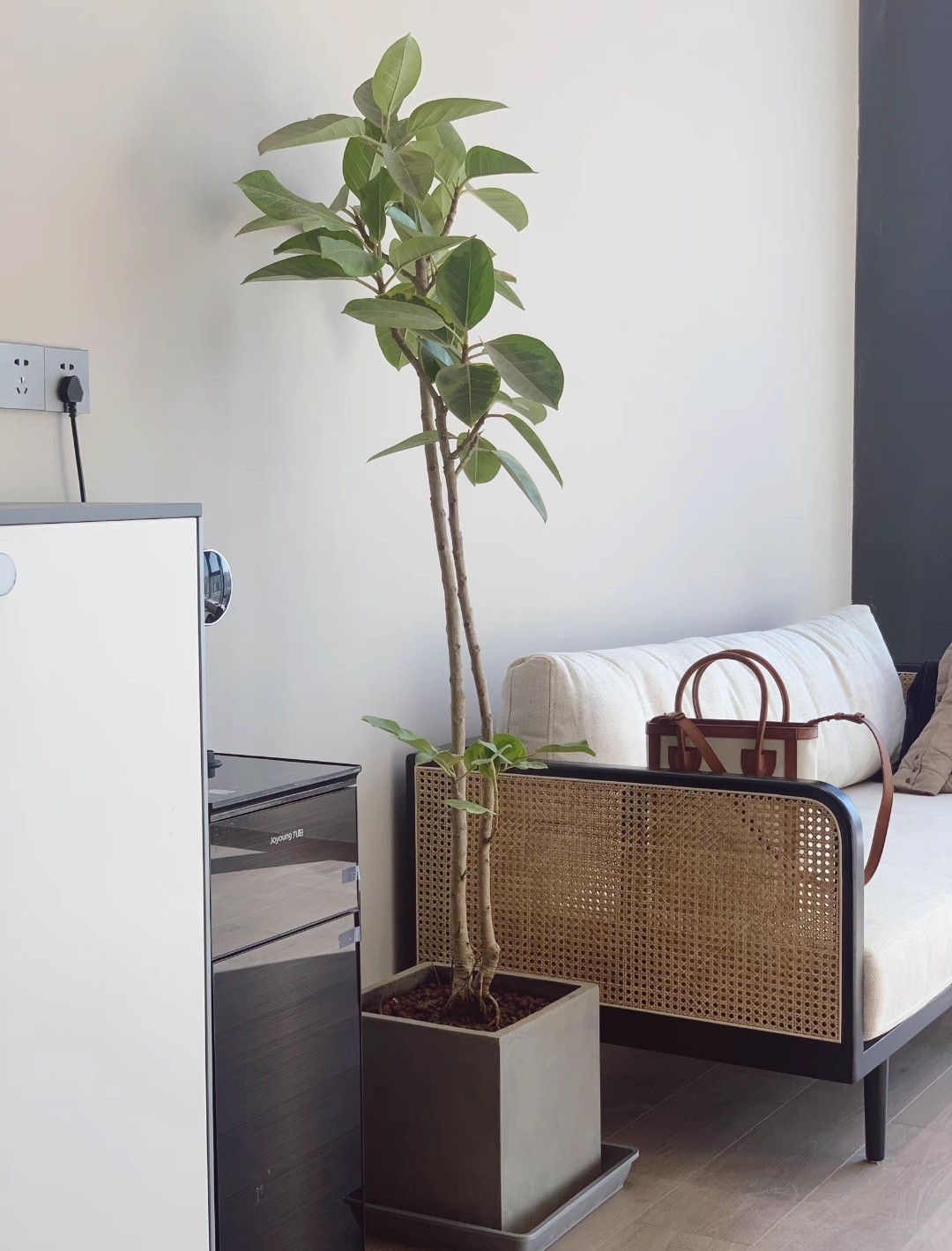 MADEL Daybed Ashwood Sofa