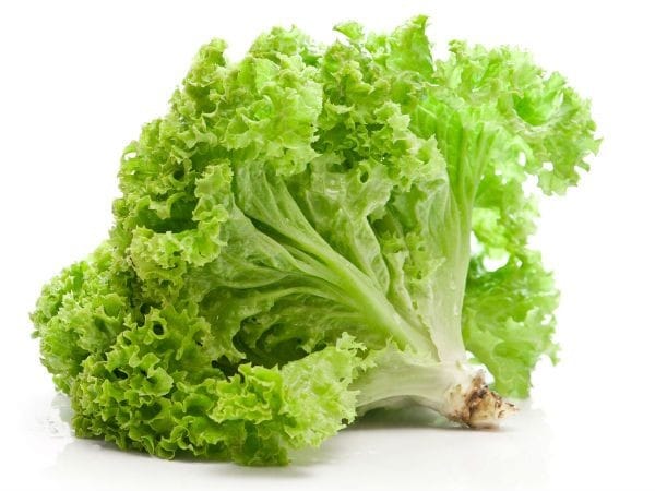 Lechuga 