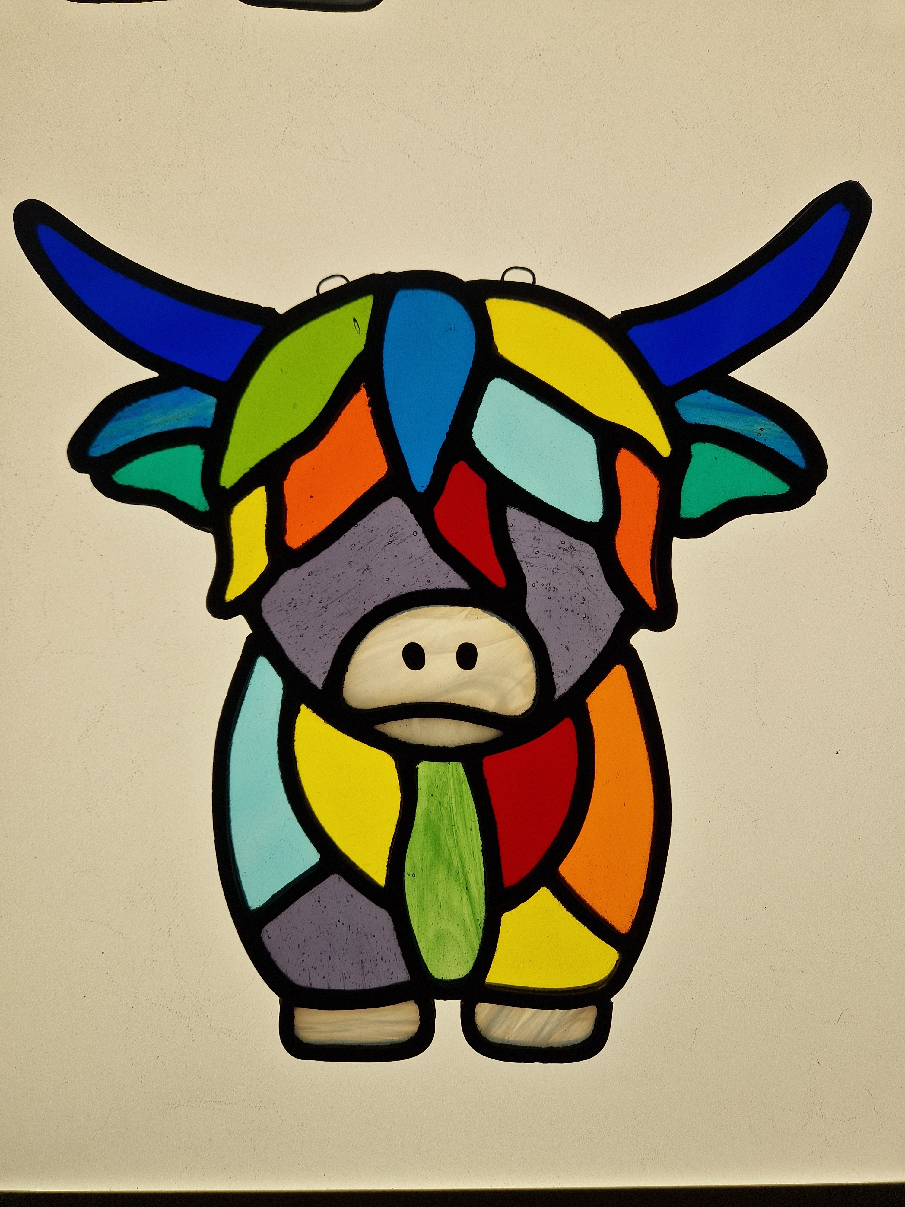 Full Coloured highland Cow