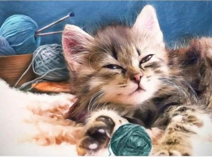Коте,,код:474