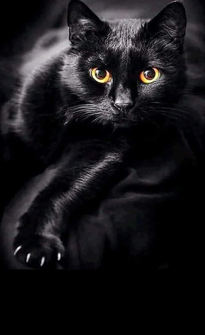 ,,Черна котка,, код:8405