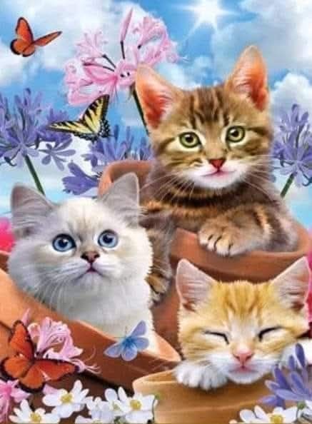 ,,Три котета,,код:7718