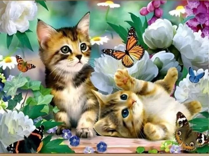 ,котета,,код:5445